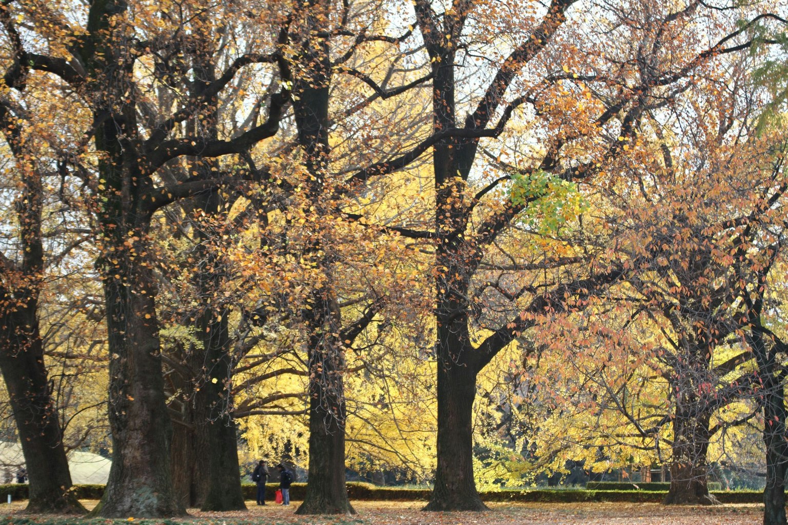 Grandes árboles en un parque de otoño con hojas amarillas