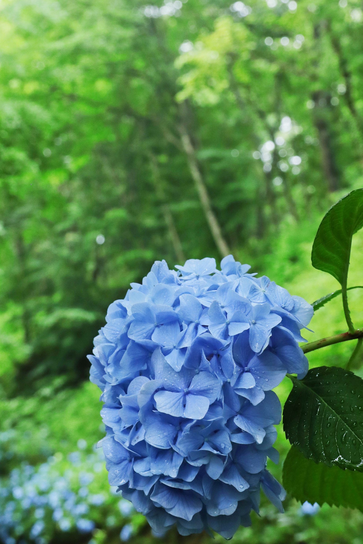 Fiore di ortensia blu con sfondo verde