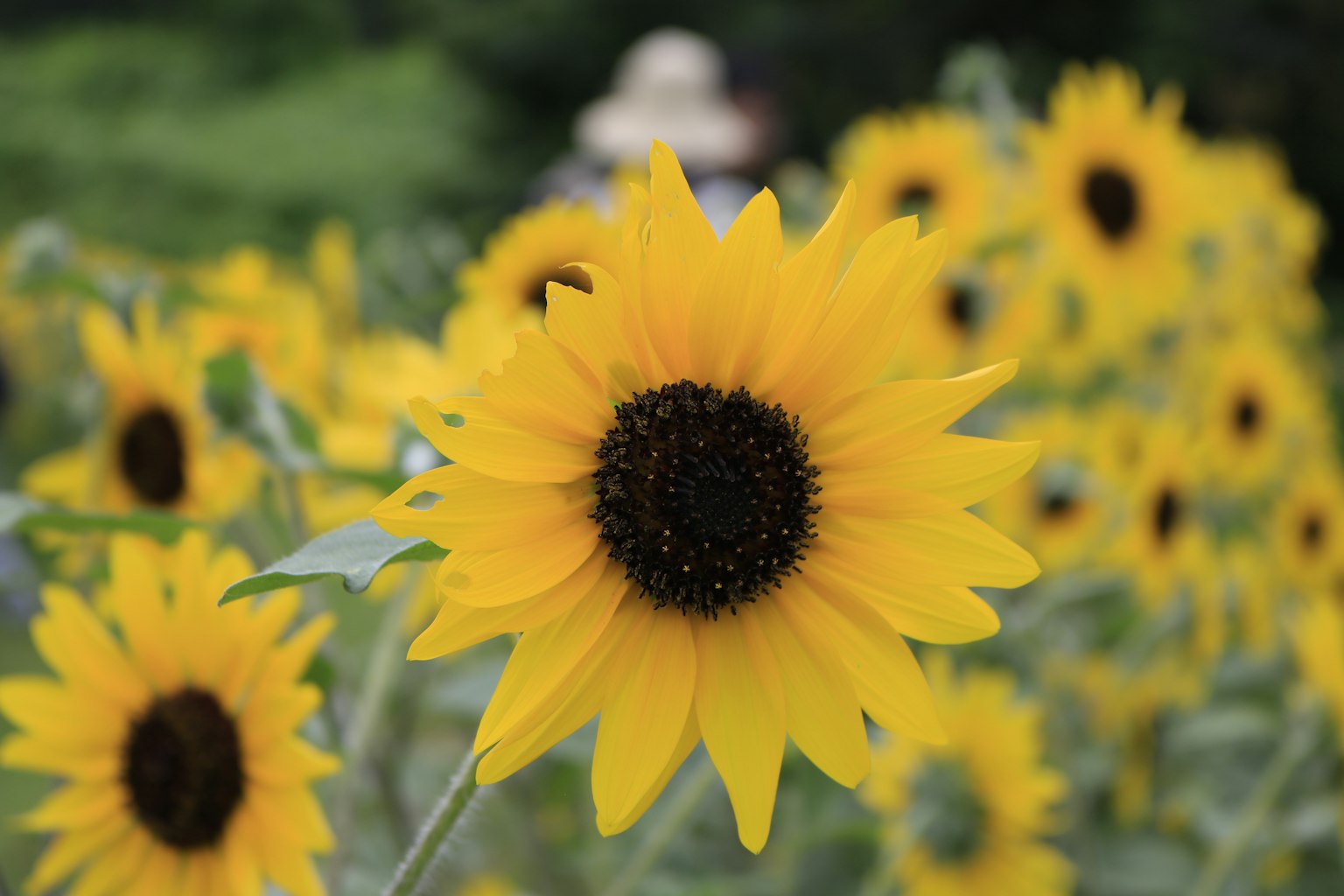 A vibrant field of sunflowers with bright yellow petals
