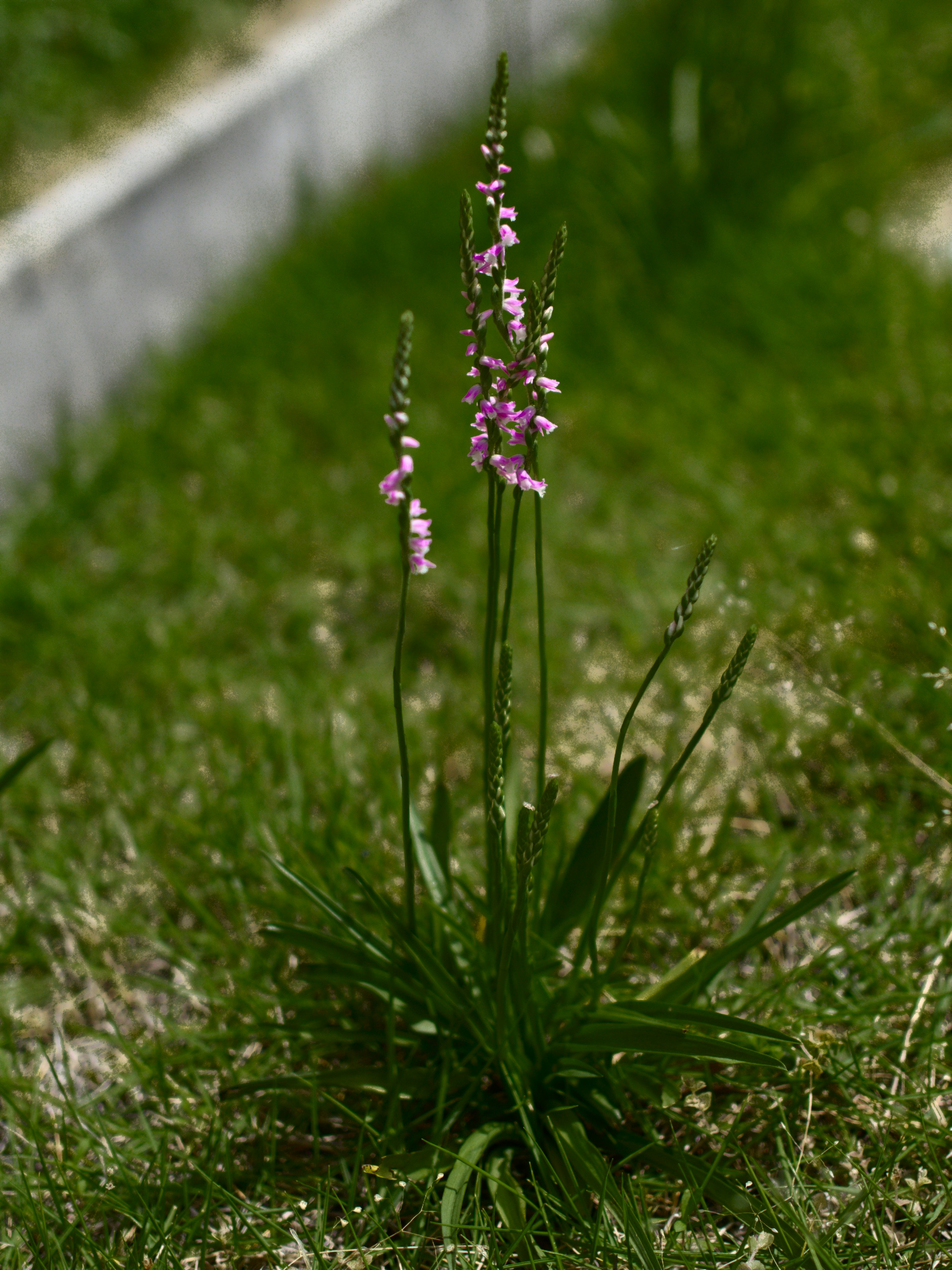ネジバナの花が草むらでまっすぐ伸びる
