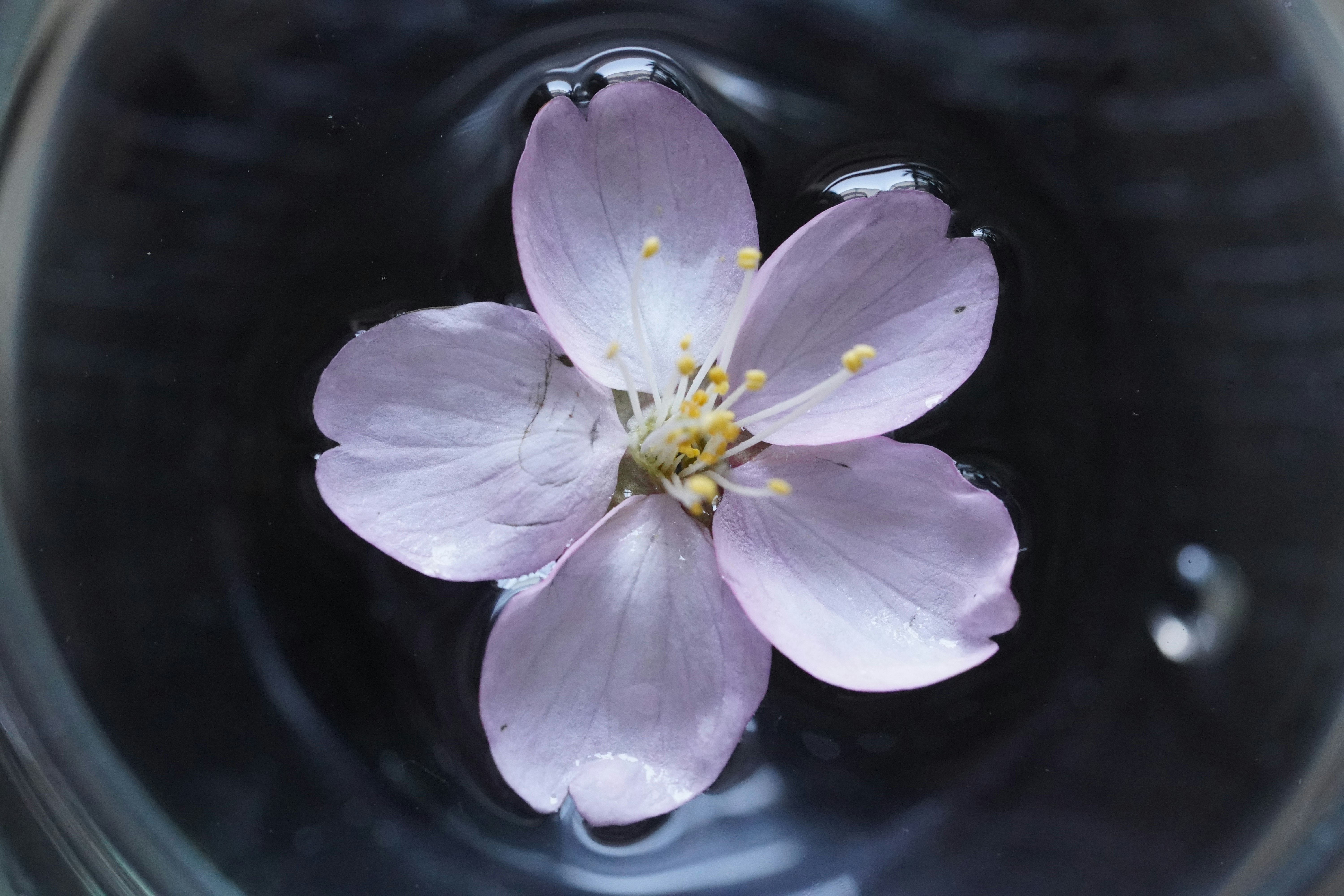 水滴の入った容器に浮かぶ桜の花