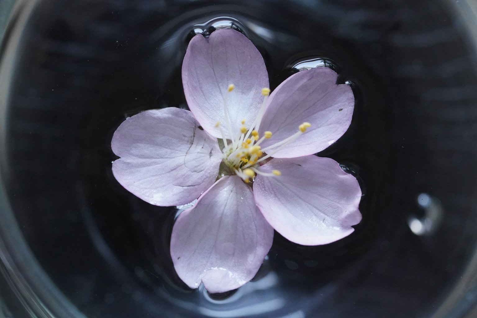 Una flor de cerezo rosa pálido flotando en el agua