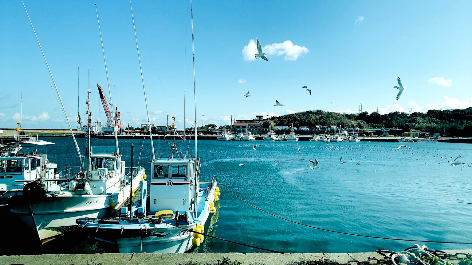 Bateaux de pêche amarrés dans l'eau bleue avec des mouettes volant