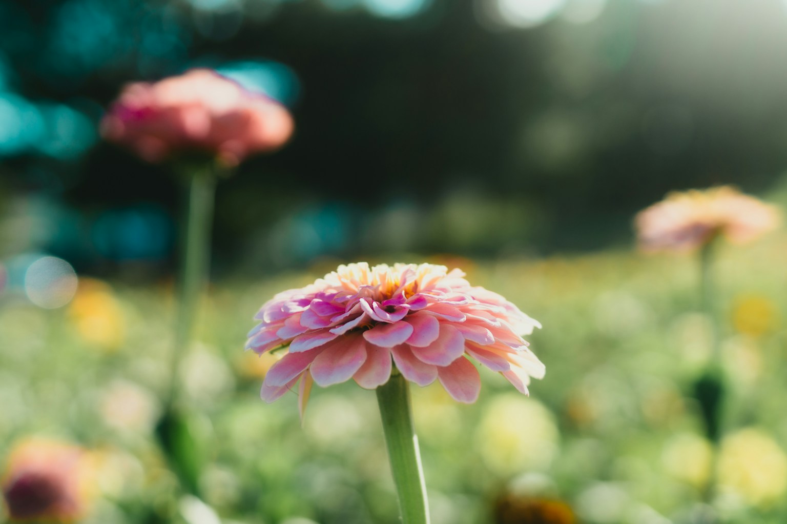 ピンクの花が咲く鮮やかな野原の風景