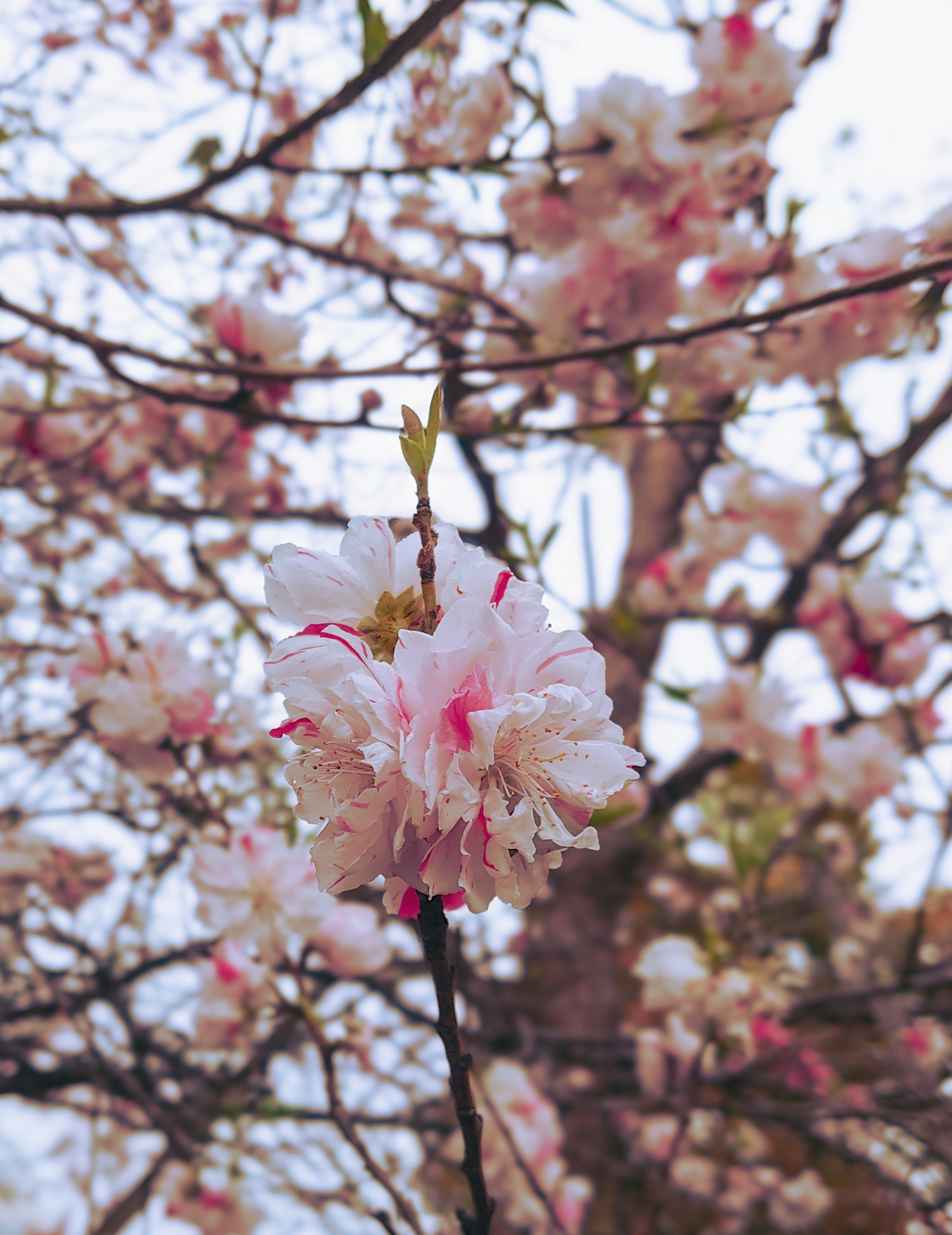 花桃の枝に咲く白い花