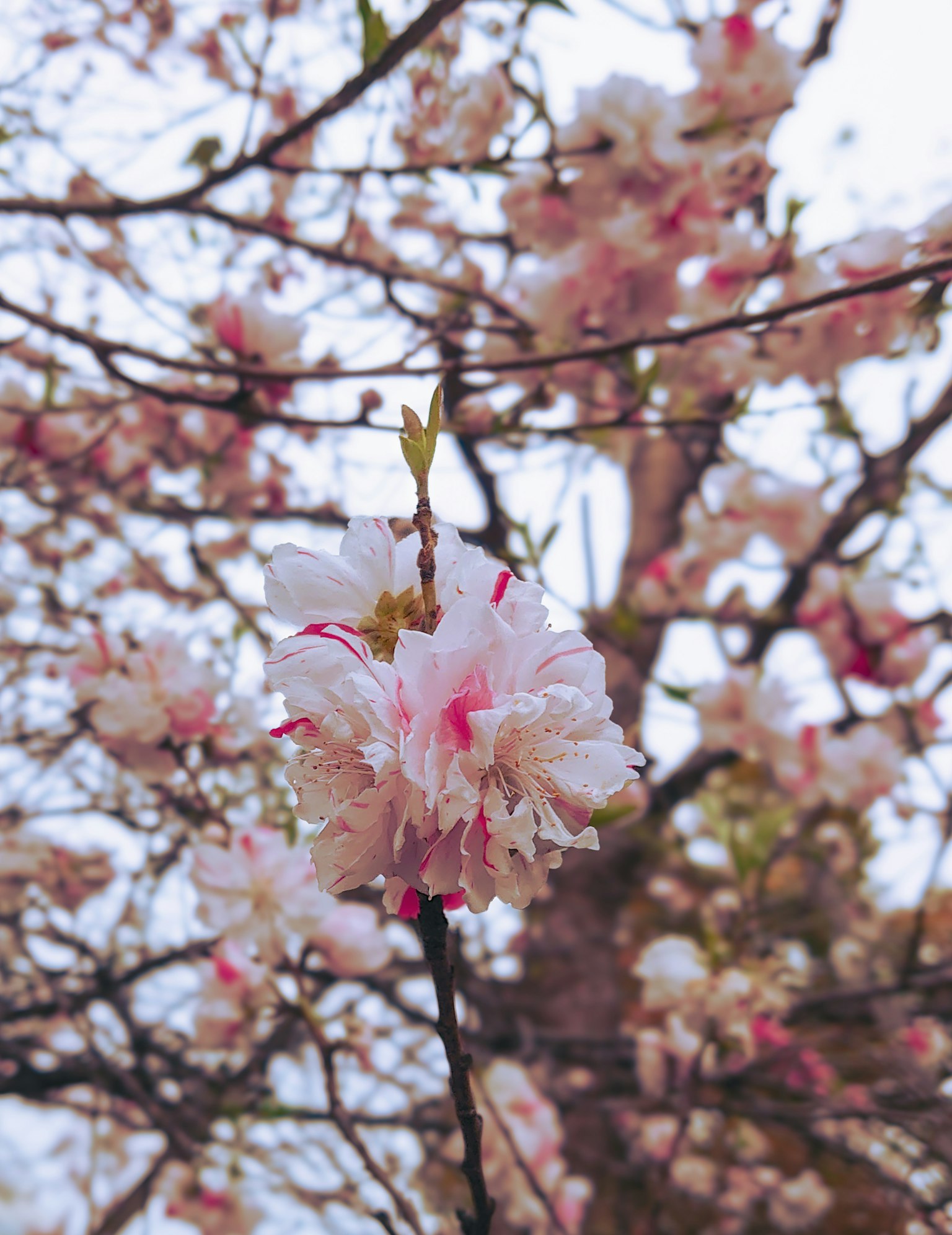 樱花在树枝上的特写