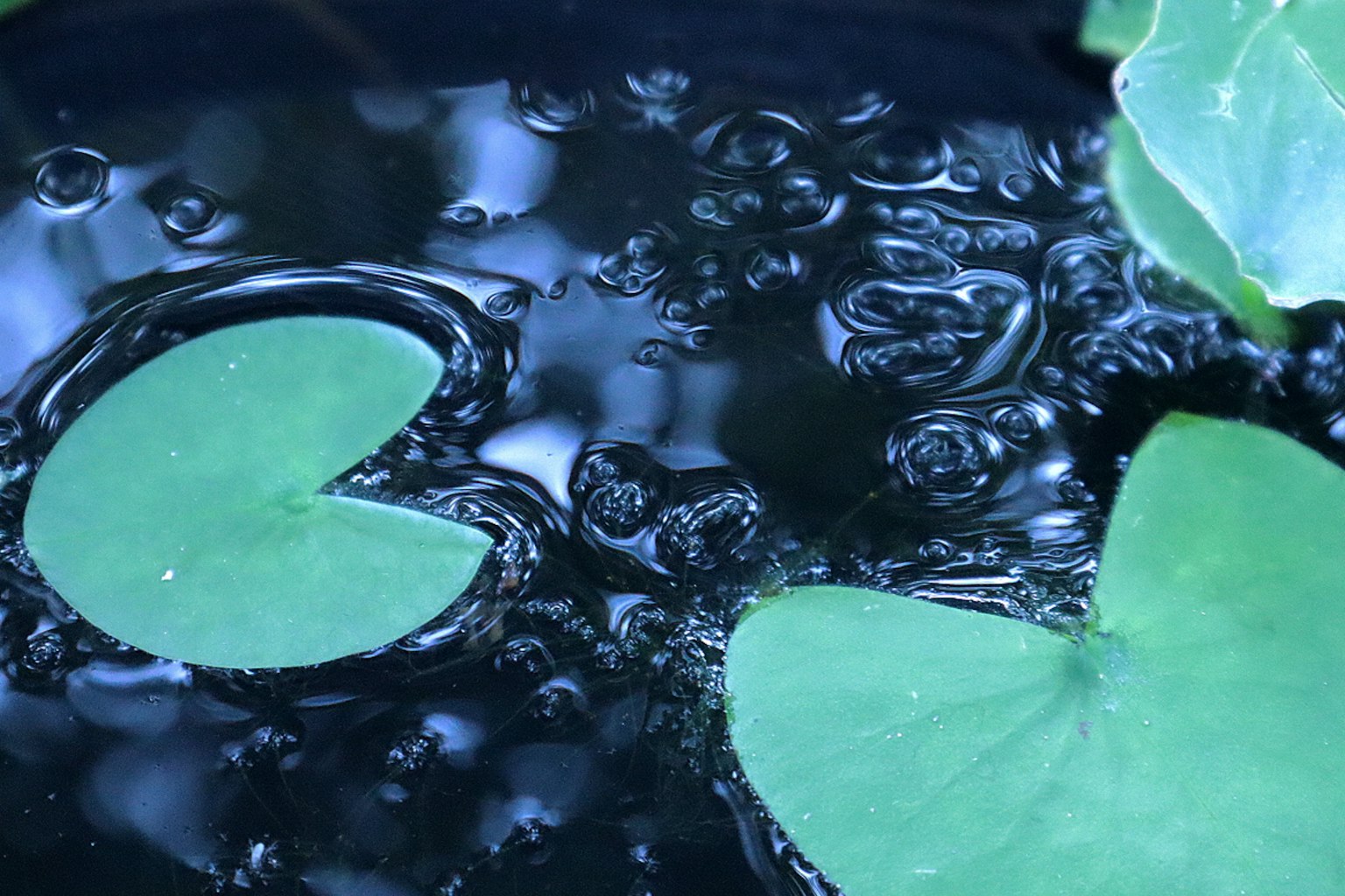 Hojas de lirio verde flotando en la superficie del agua con burbujas