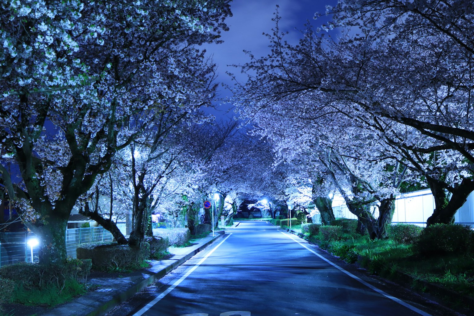 Jalan indah yang dipenuhi pohon sakura di malam hari