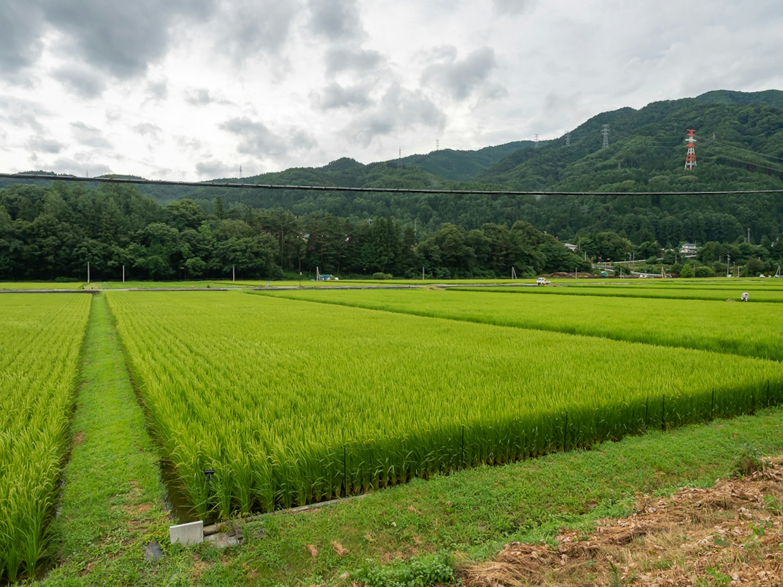 Campos de arroz verdes y exuberantes con montañas al fondo