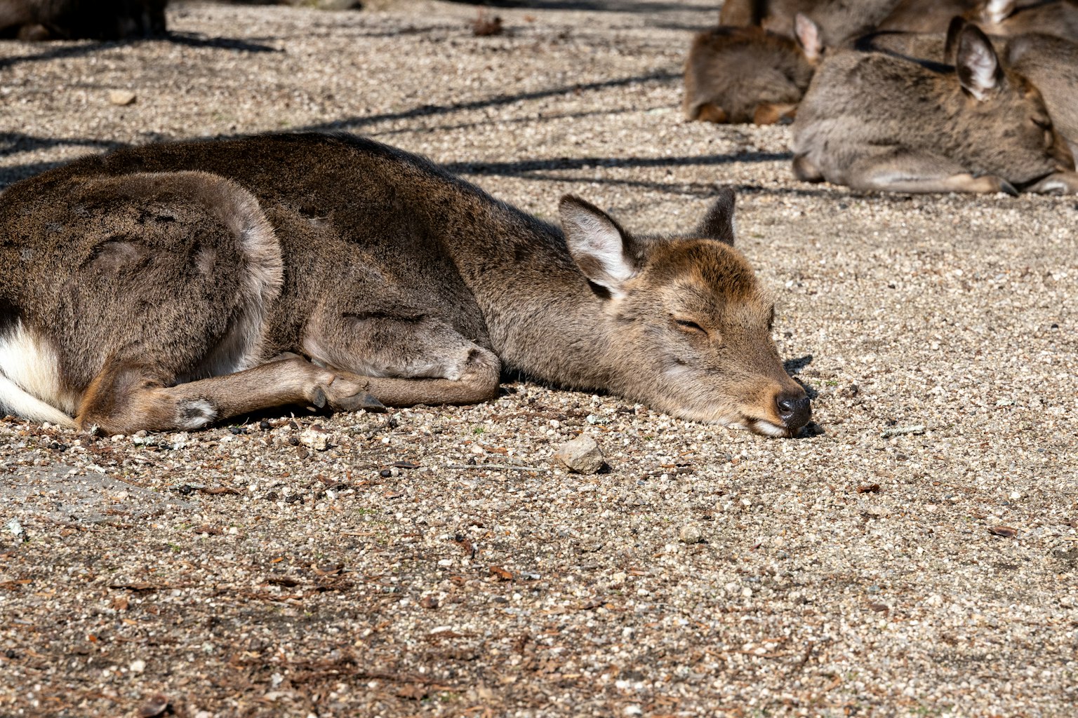 Ein ruhendes Reh, das in der Sonne liegt