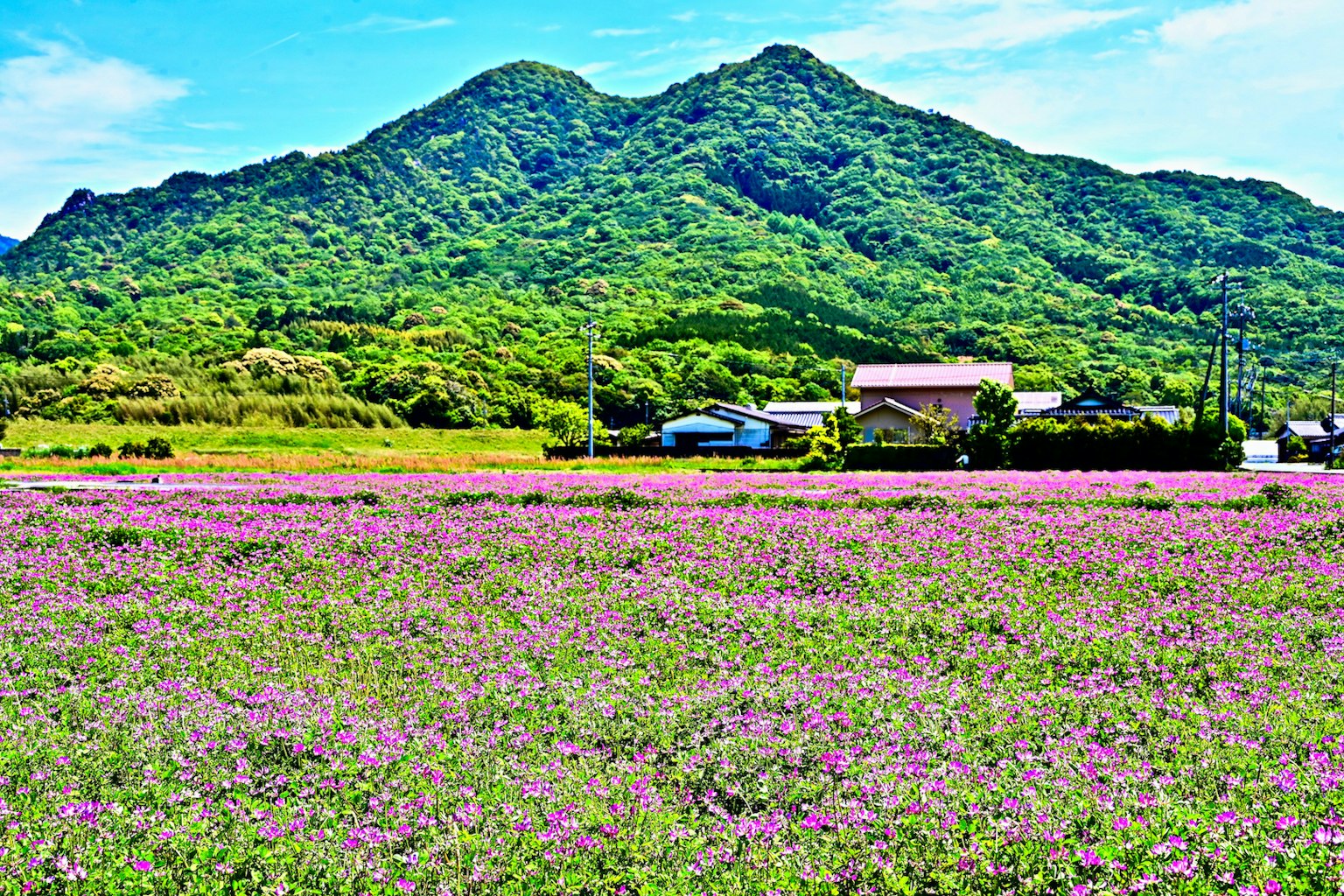 Champ vaste de fleurs violettes avec des montagnes verdoyantes en arrière-plan