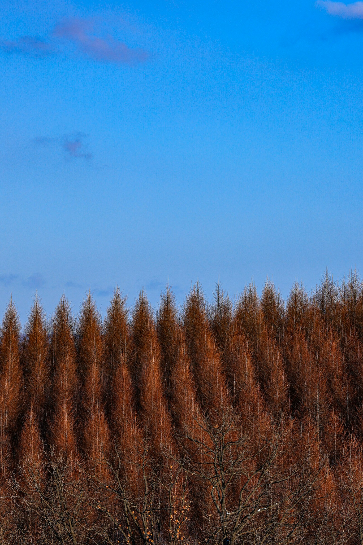 File di alberi marroni sotto un cielo blu