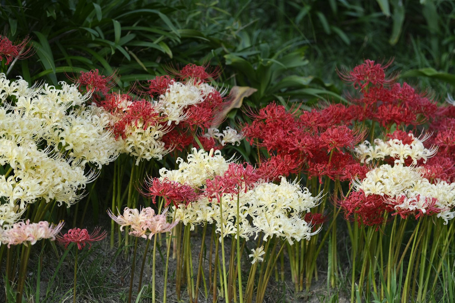 Pemandangan indah dengan bunga lily laba-laba merah dan putih yang mekar