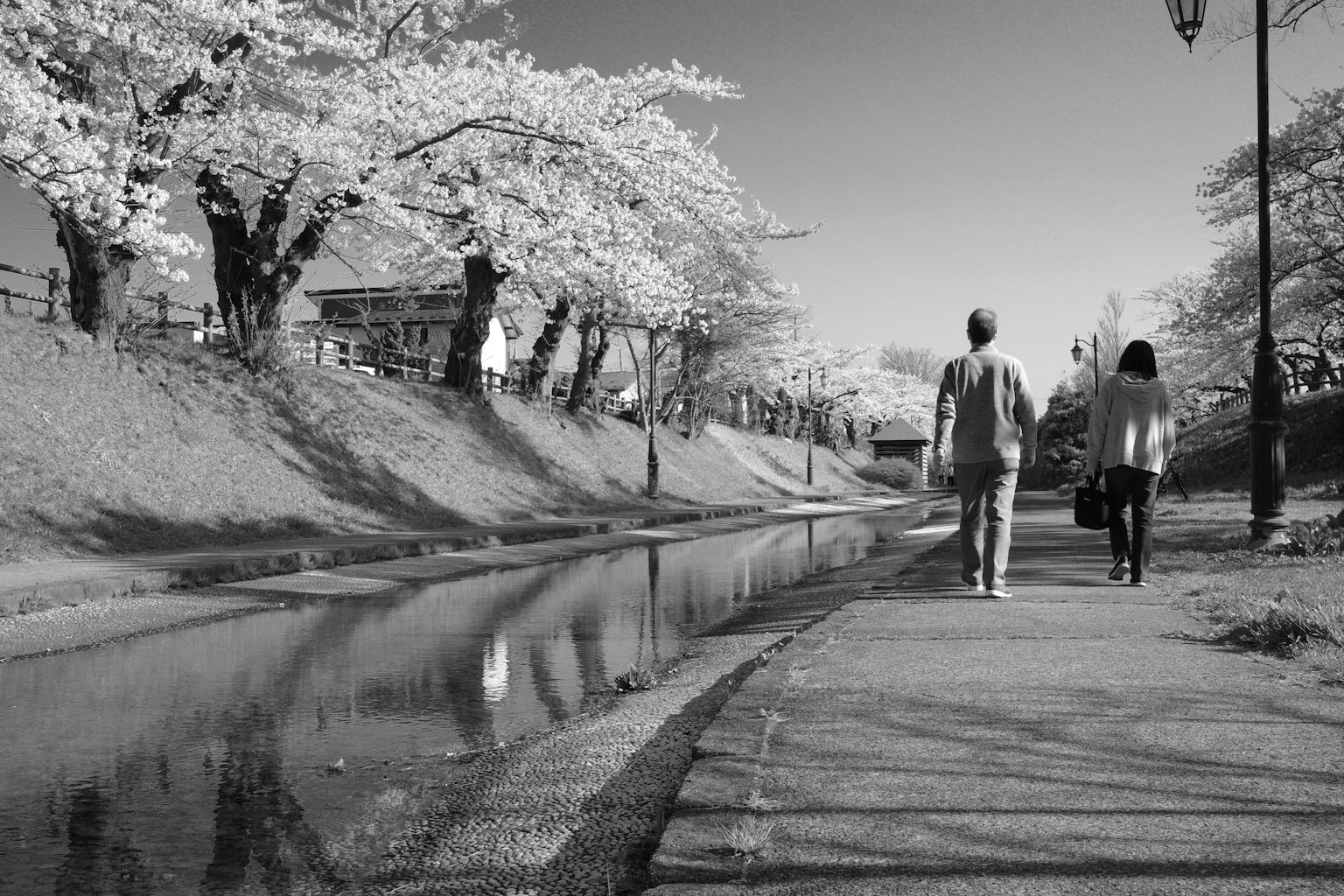 Foto hitam putih pasangan berjalan di sepanjang sungai yang dikelilingi pohon sakura