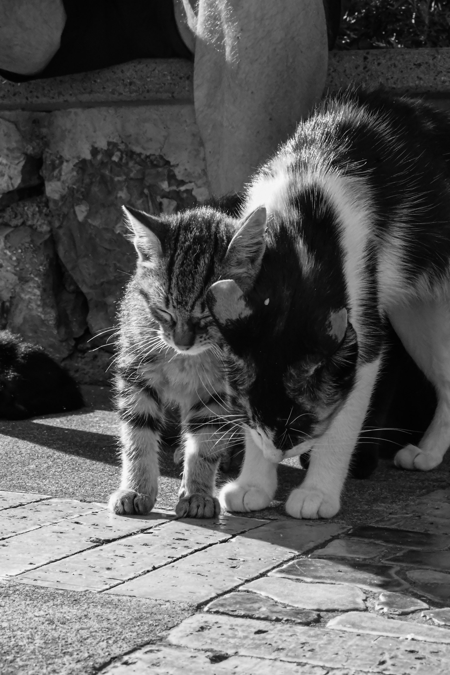 二匹の猫が寄り添っているモノクロ写真