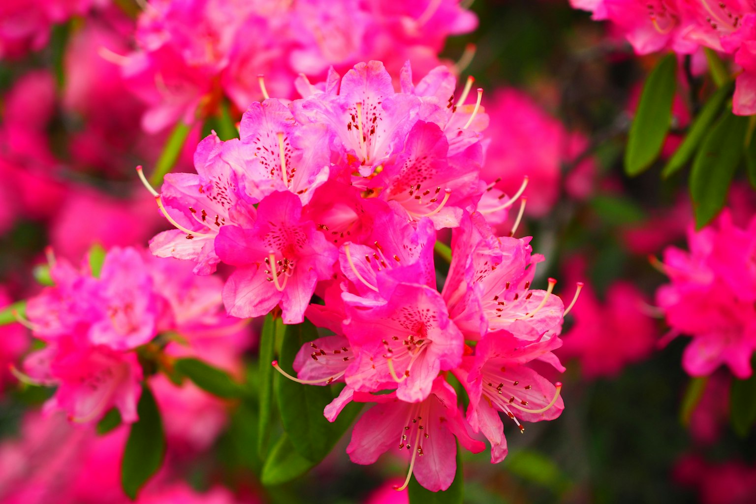 Raggruppamento di fiori di azalea rosa vivace in piena fioritura