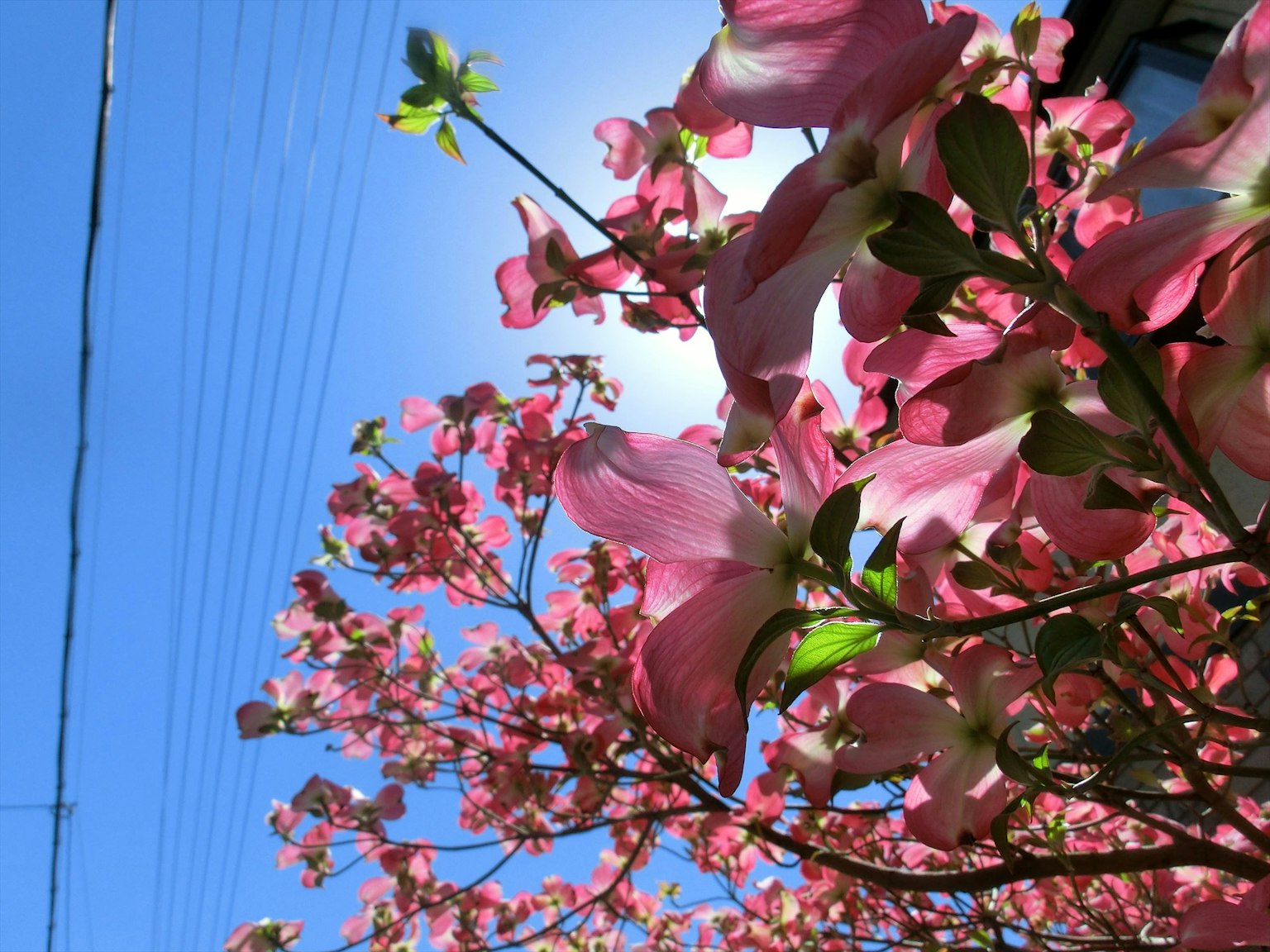 Hoa hồng nở trên cây dogwood dưới bầu trời xanh