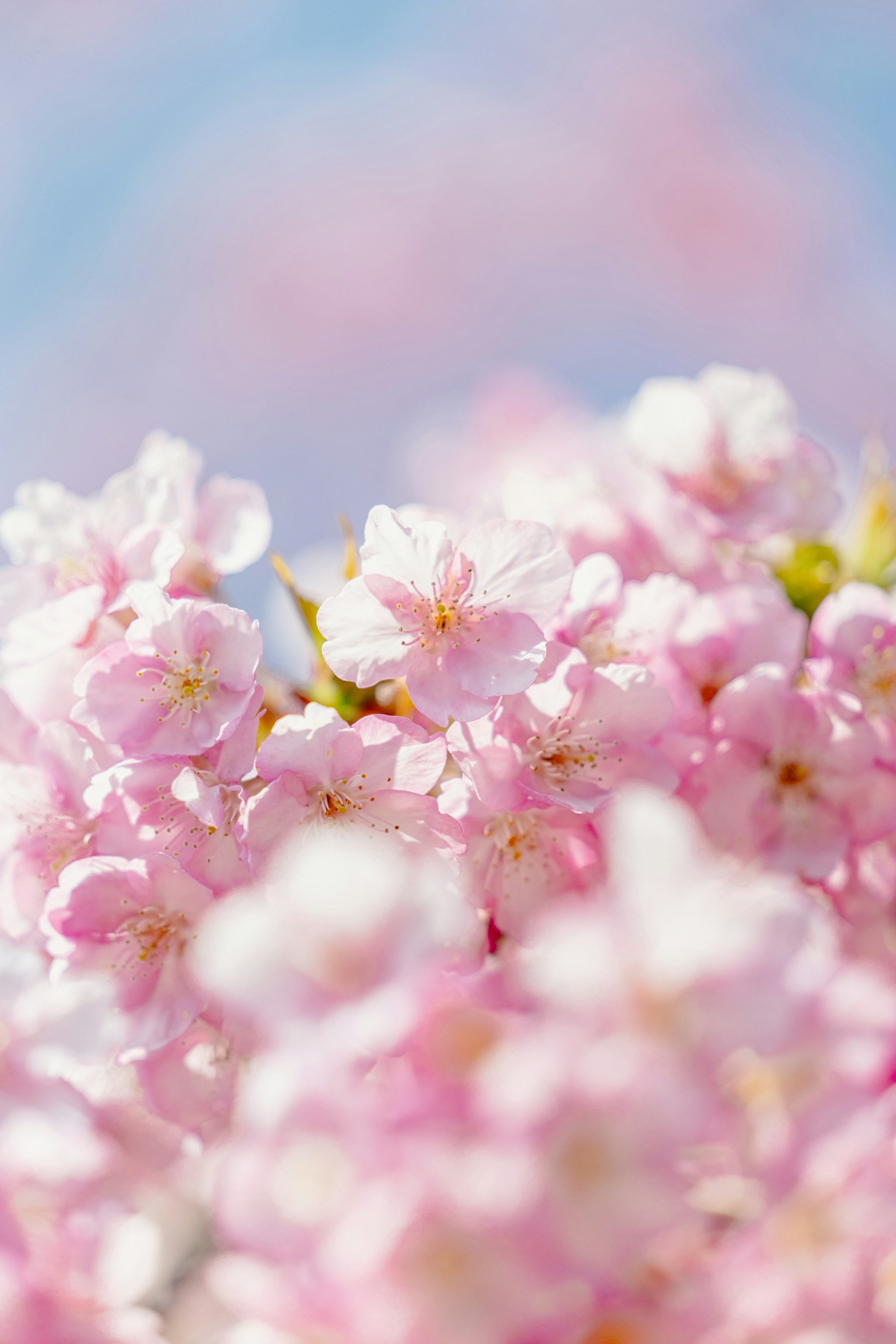 Un primer plano de delicadas flores de cerezo rosadas en flor