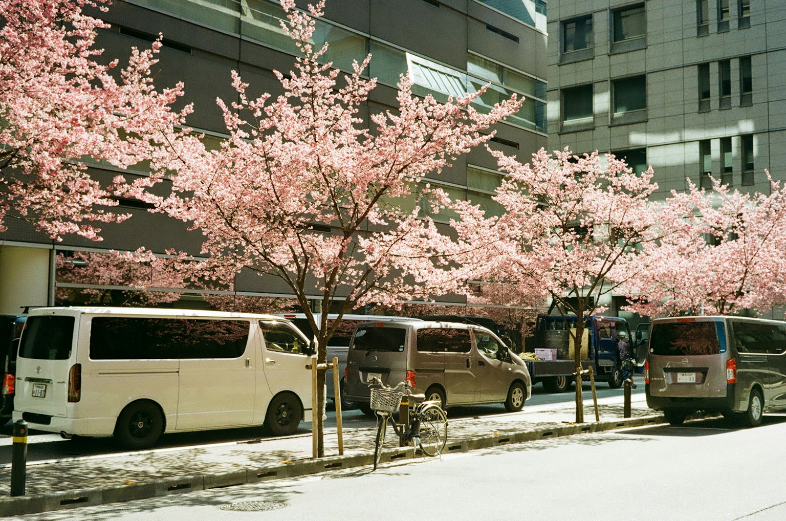 Calle adornada con árboles de cerezo y vehículos estacionados