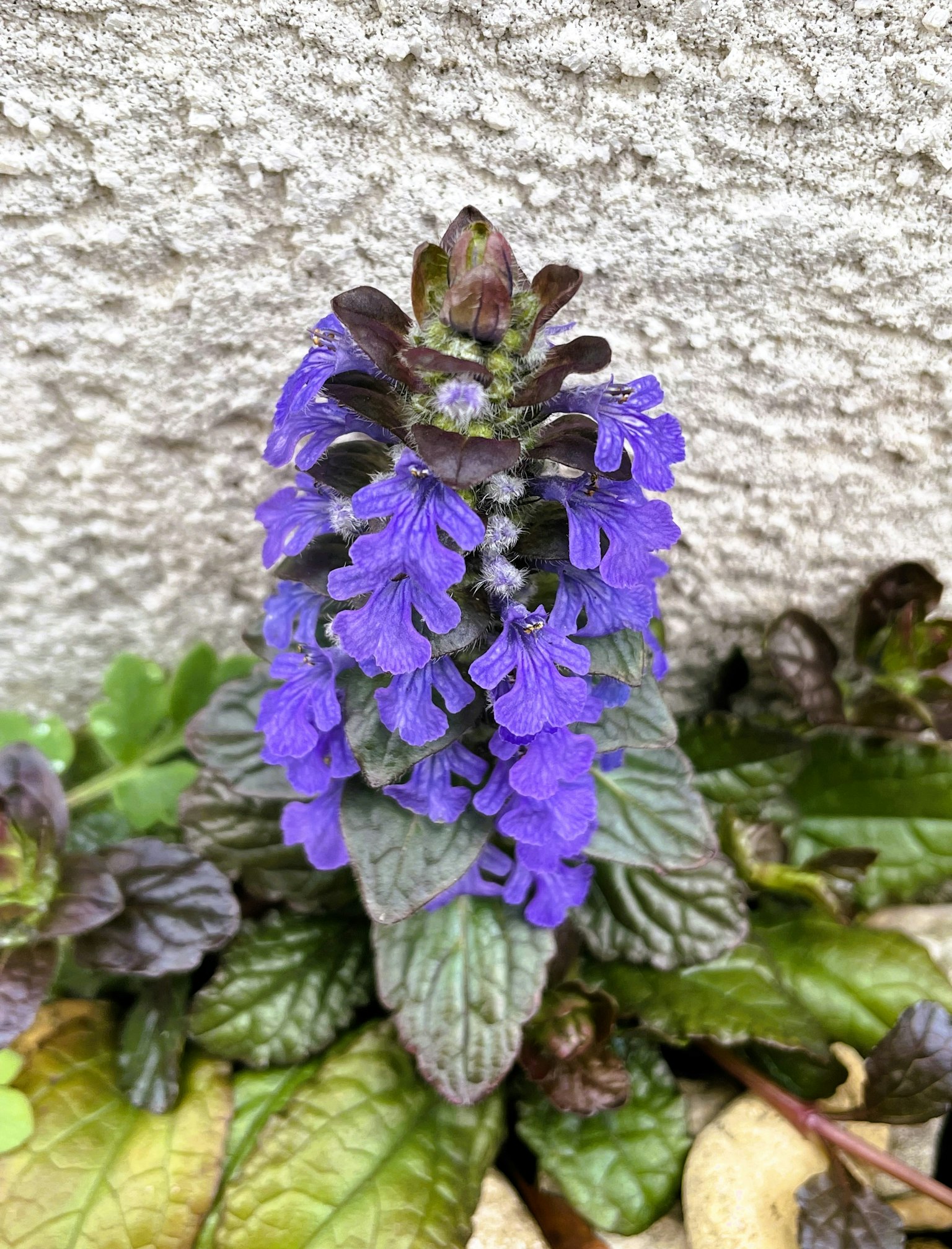 生长在地面的紫色花朵植物
