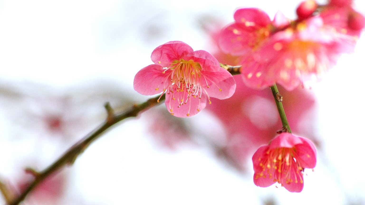 特写的粉色花朵在枝条上带水滴