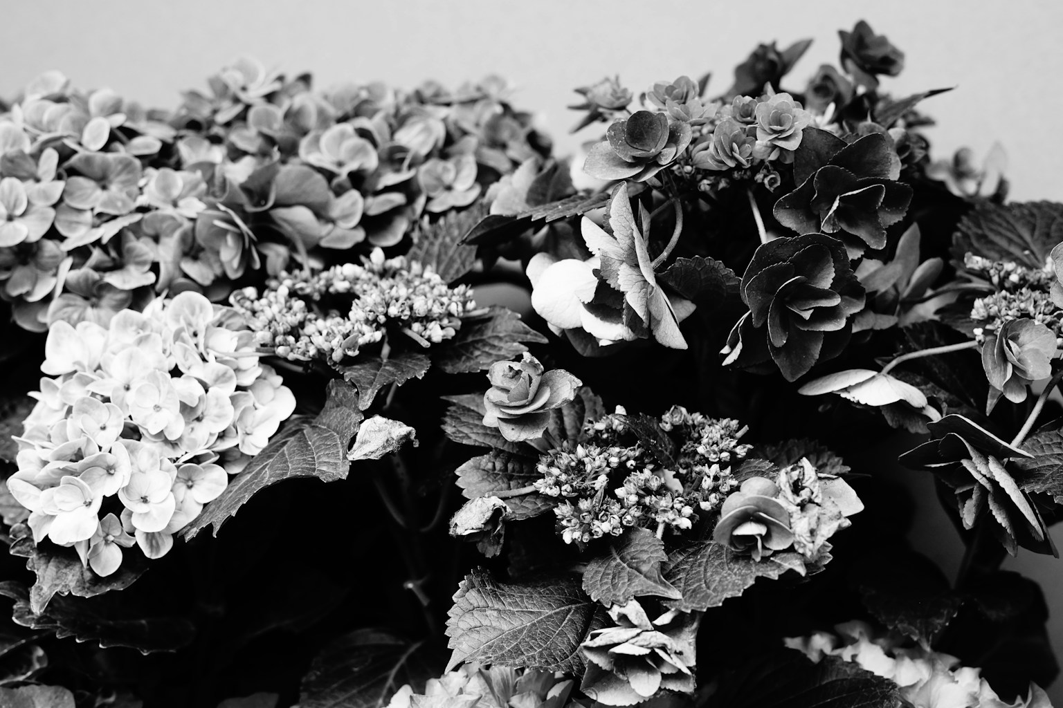 Composizione floreale in bianco e nero con fiori sovrapposti
