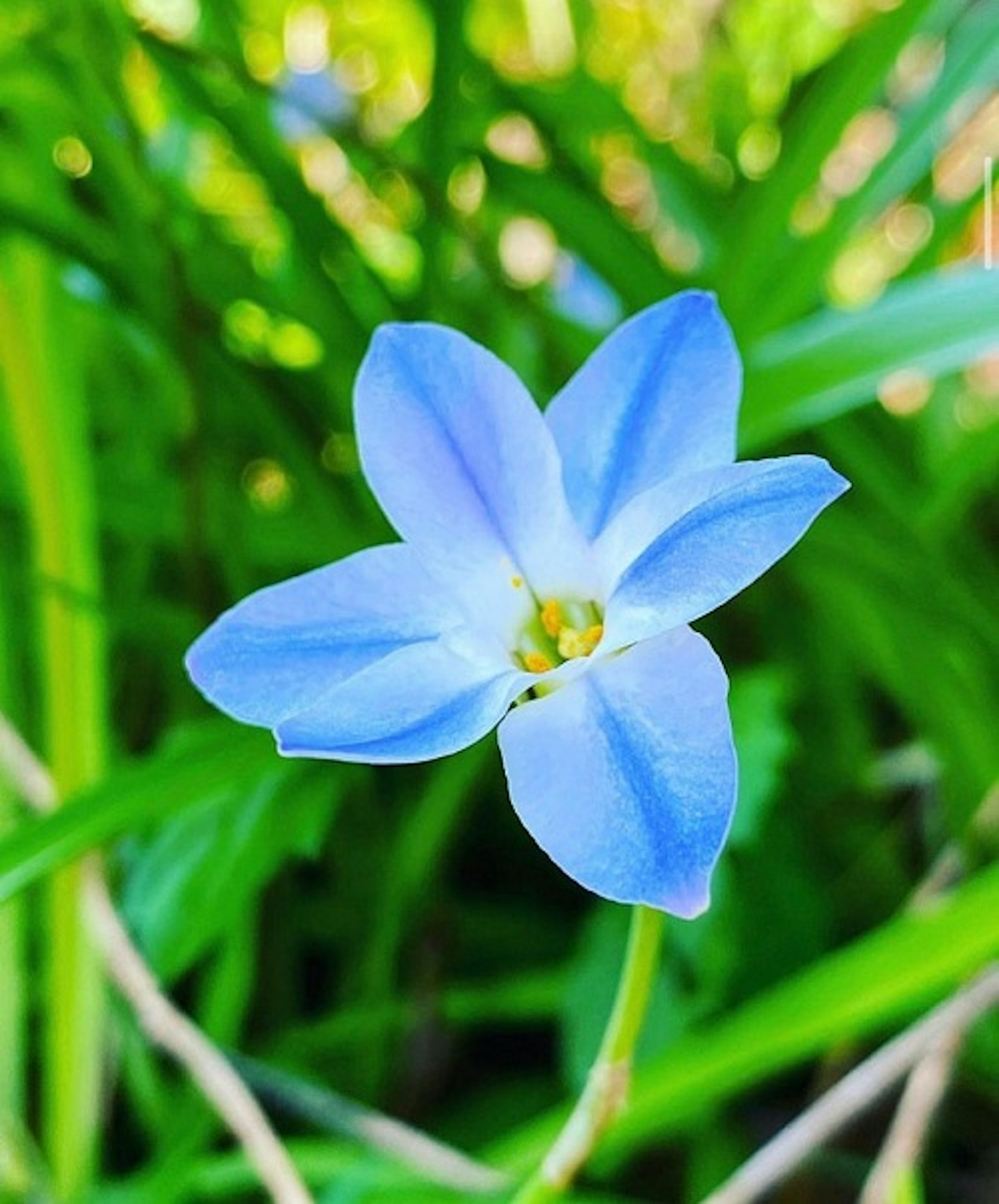 Bunga biru mekar di antara rumput hijau
