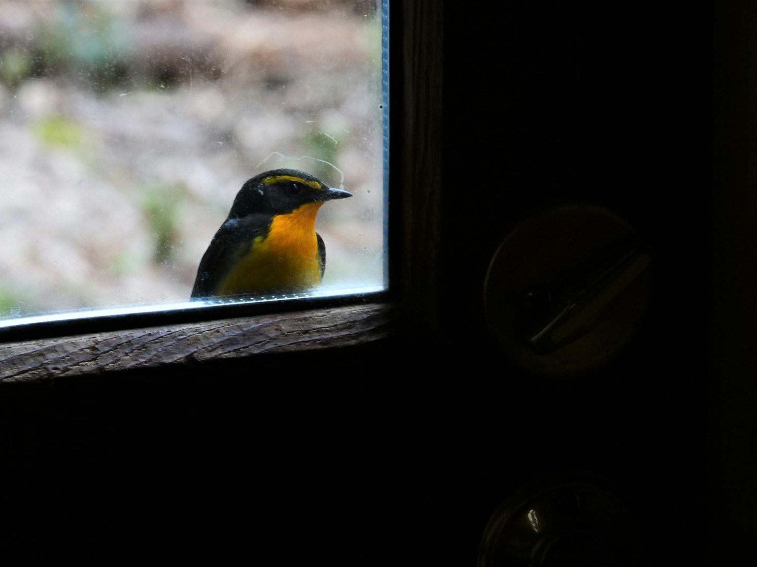 Un pequeño pájaro con un pecho naranja posado junto a una ventana