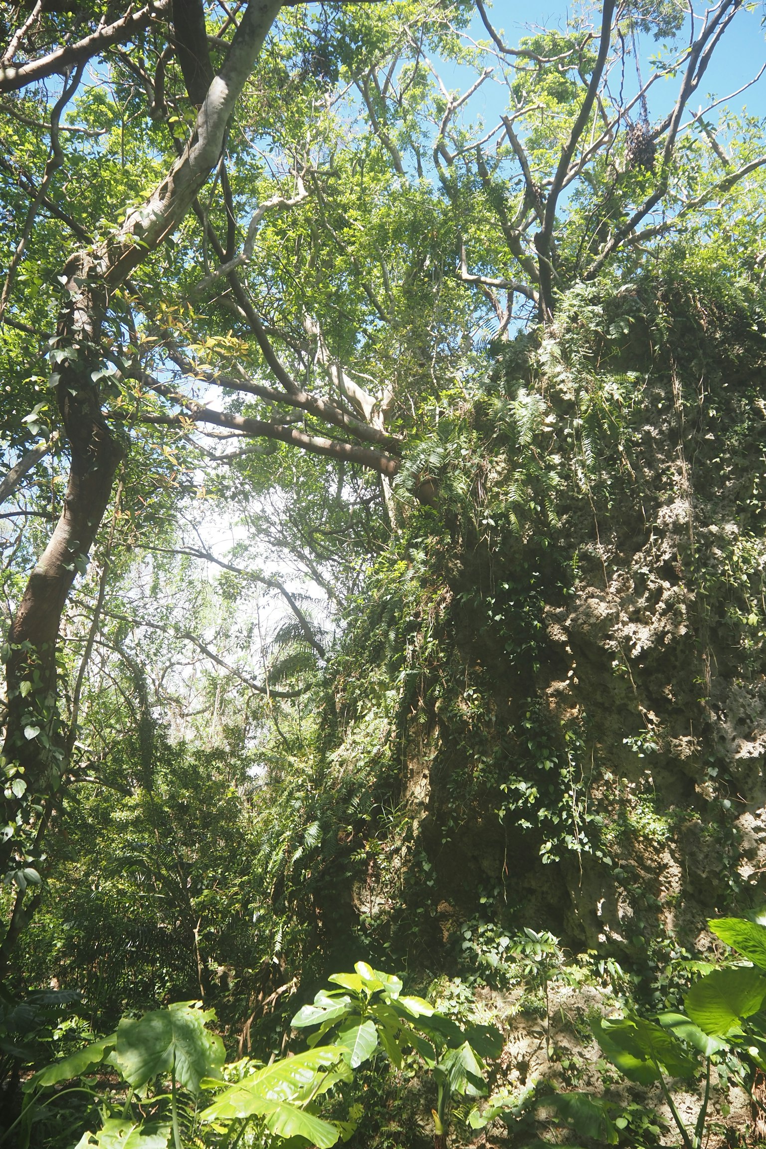 Alberi verdi lussureggianti in un ambiente forestale denso