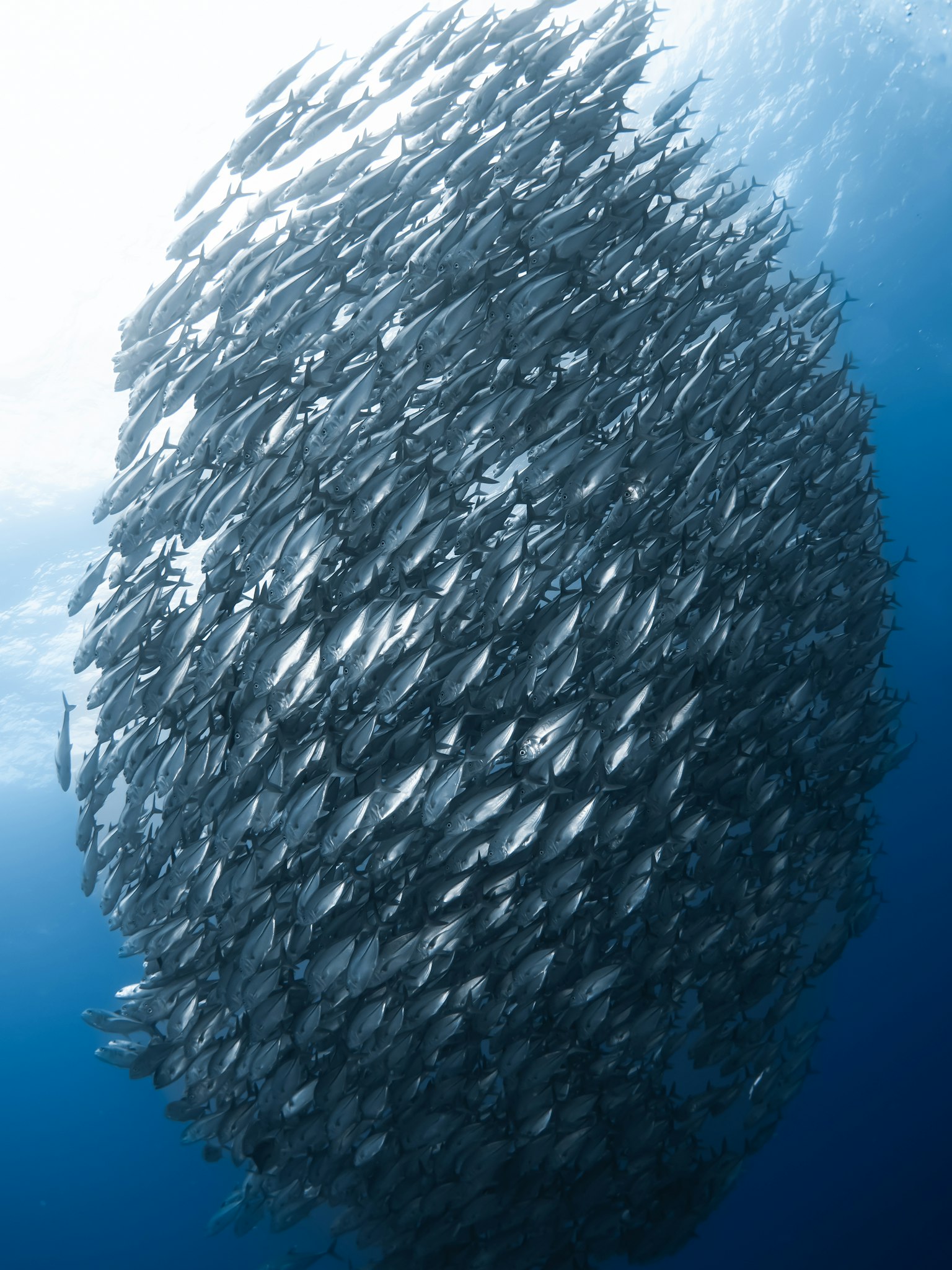 Sekumpulan ikan yang menakjubkan membentuk bentuk di lautan biru