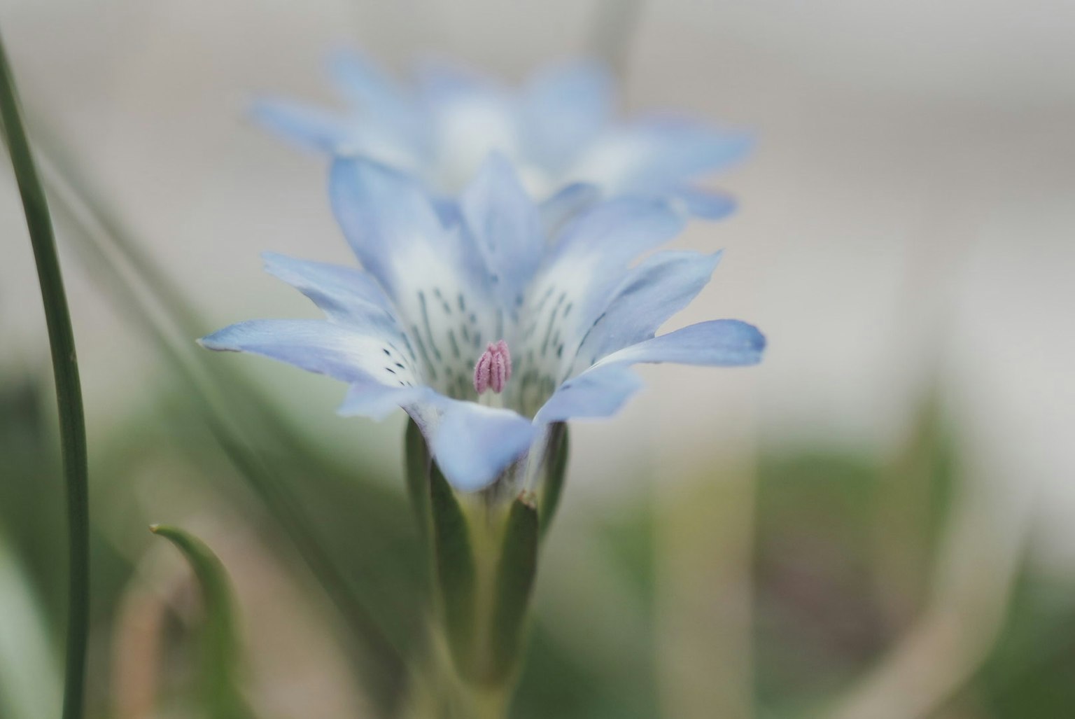 Close-up bunga biru dengan batang hijau ramping