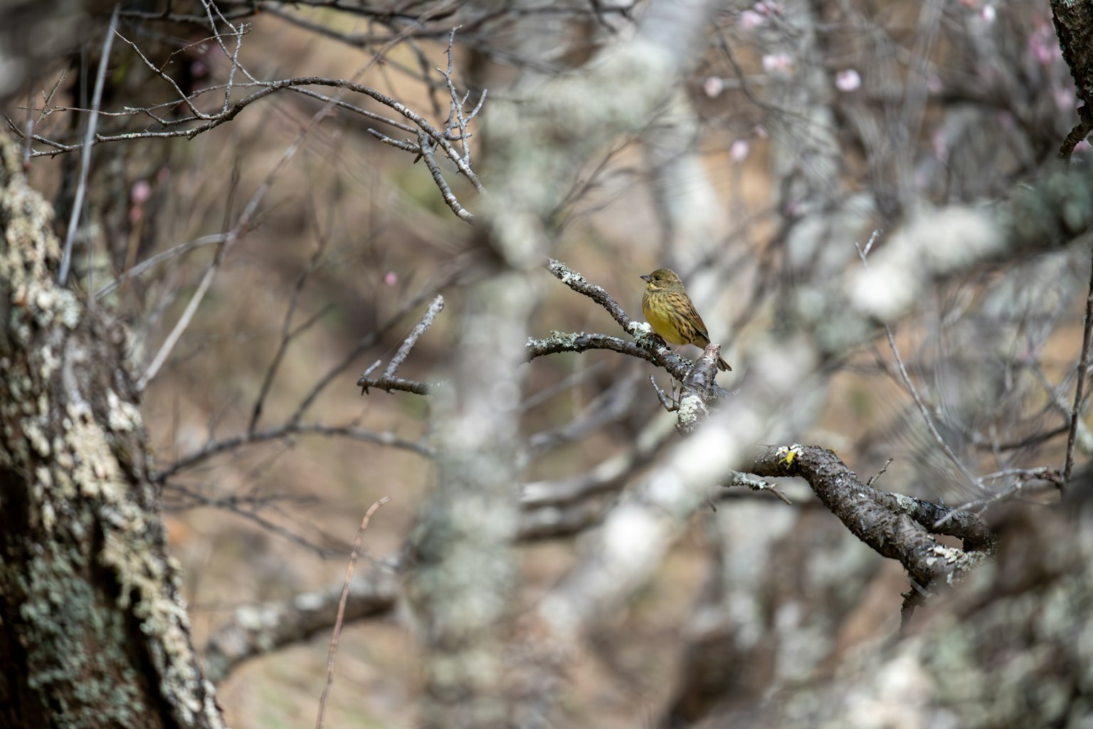 Imagen de un pequeño pájaro posado en una rama rodeado de árboles borrosos
