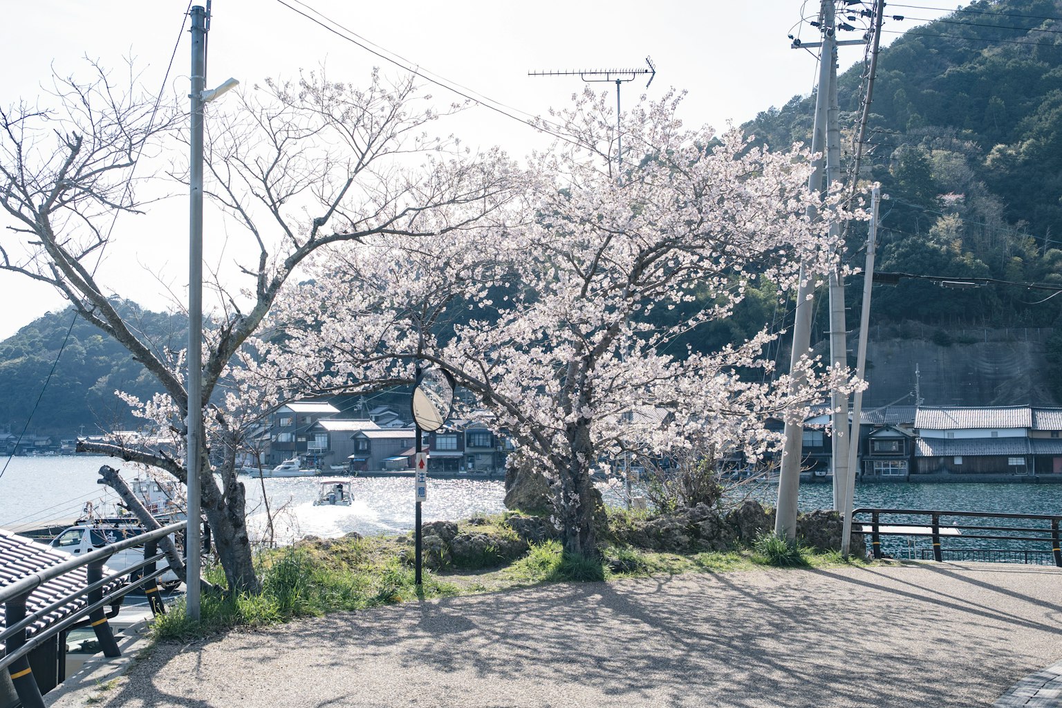 Árbol de cerezo junto al mar con fondo montañoso