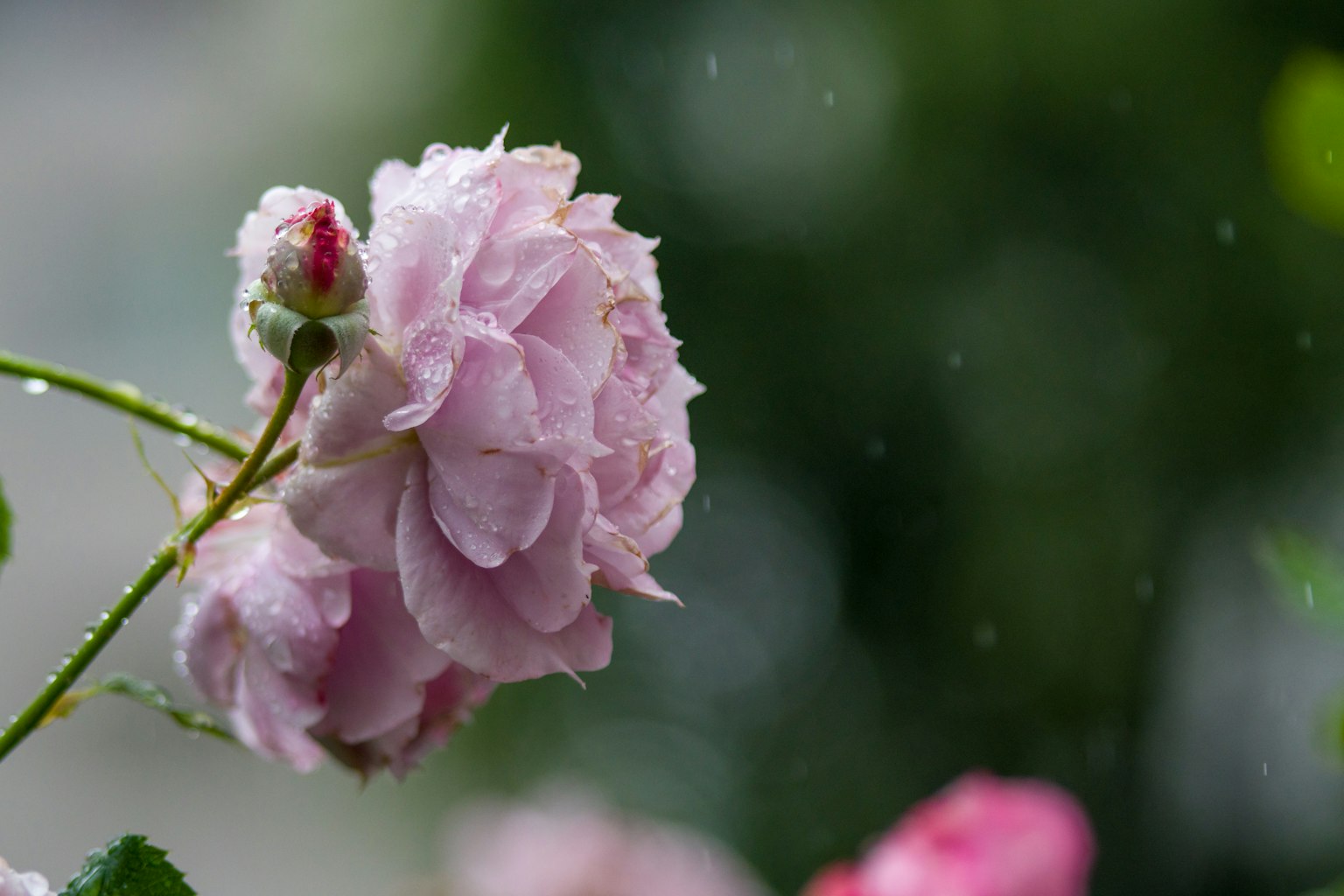 Una rosa rosa pallido che brilla con le gocce di pioggia