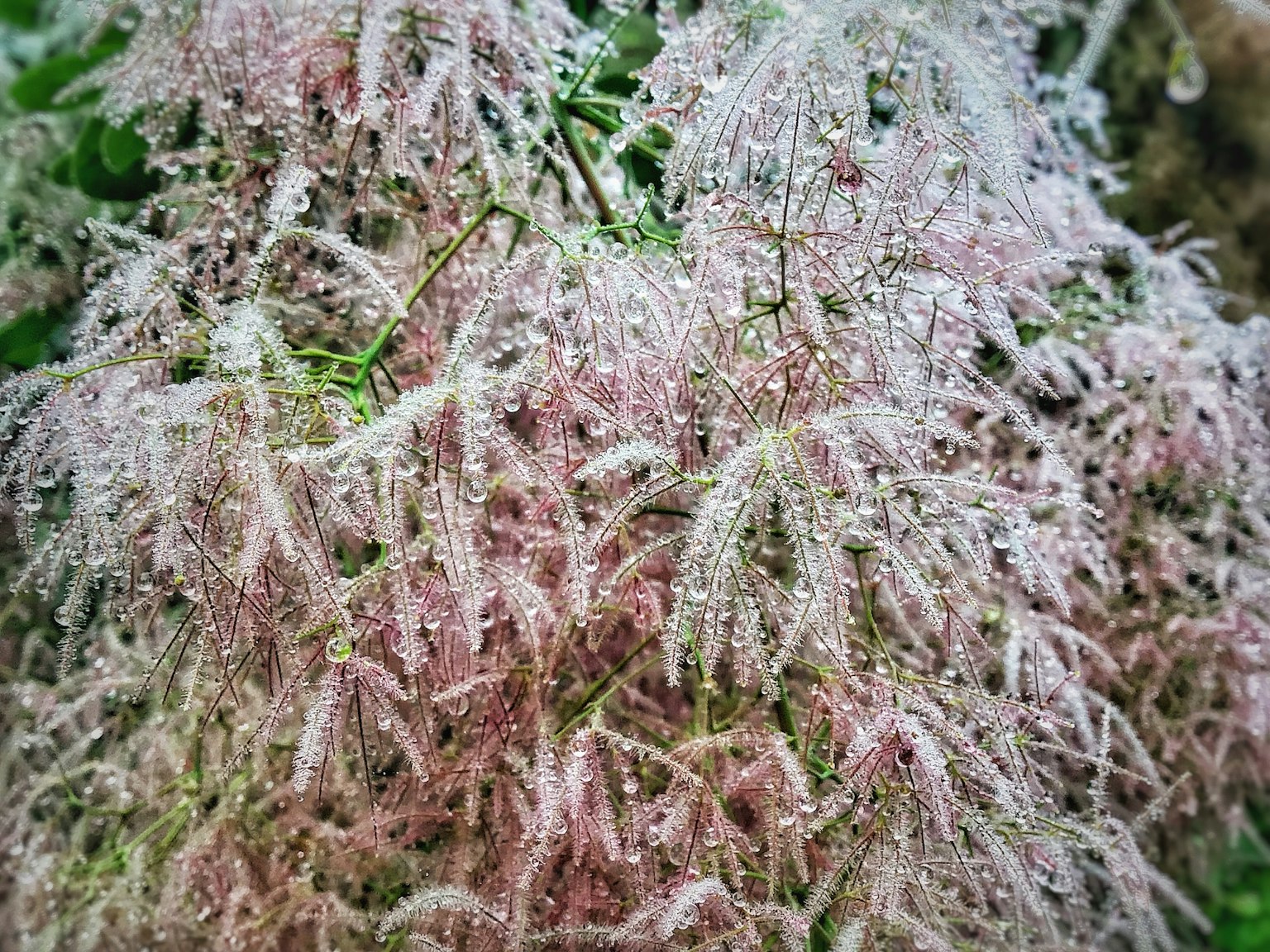 帶水滴的細緻粉色葉子的植物
