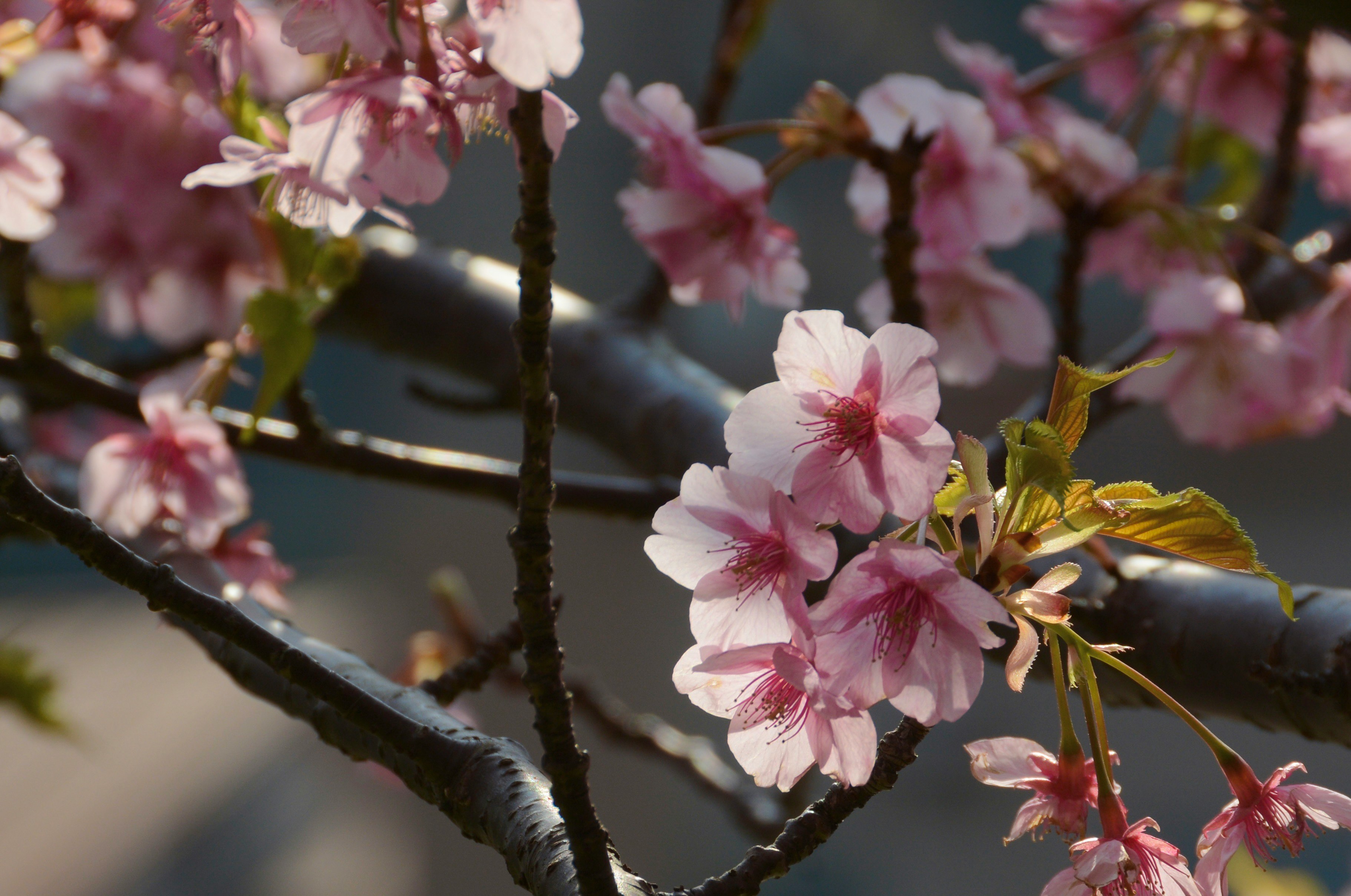 満開の桜の花が枝に咲く春の風景