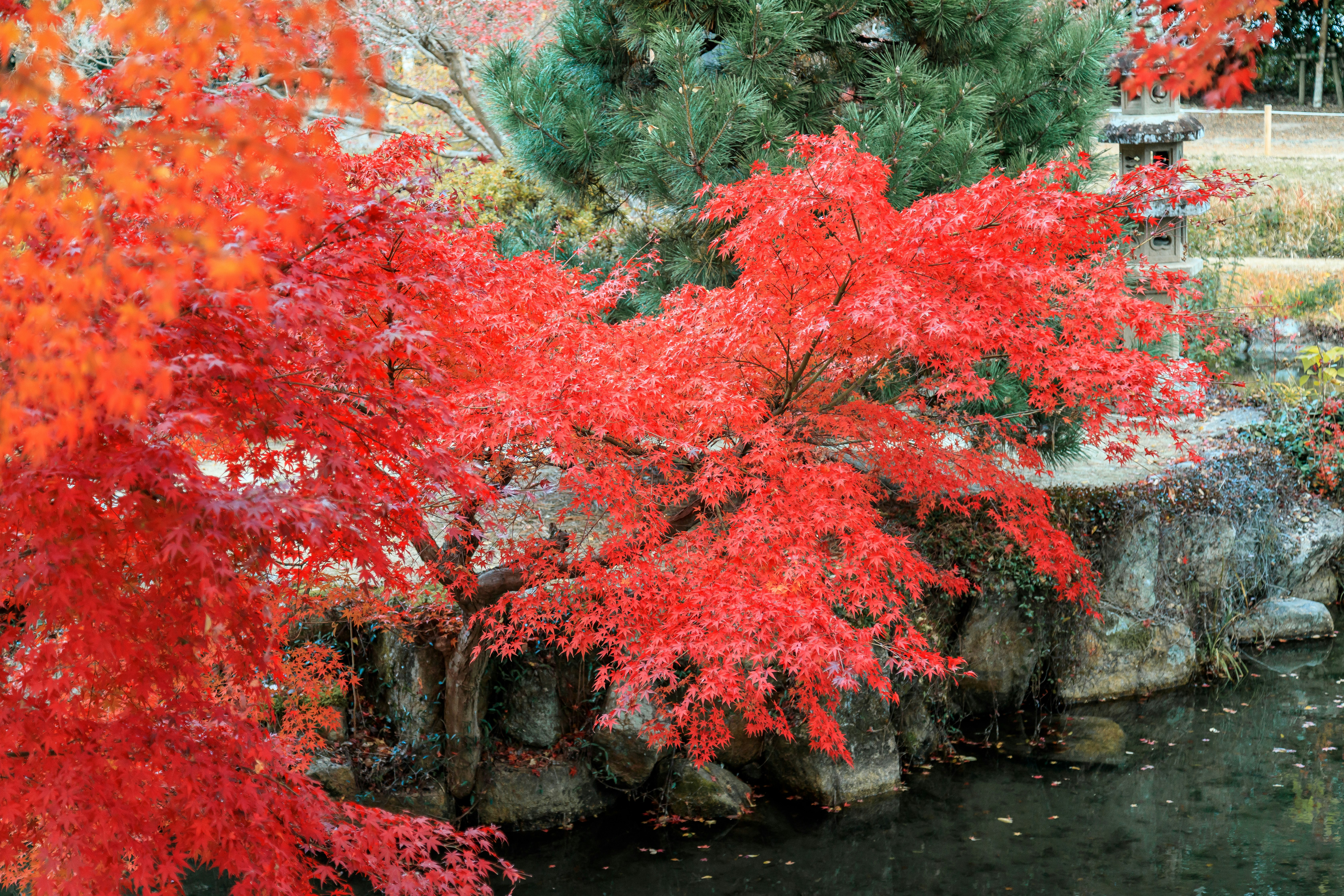 紅葉の木々が水辺に映る秋の風景