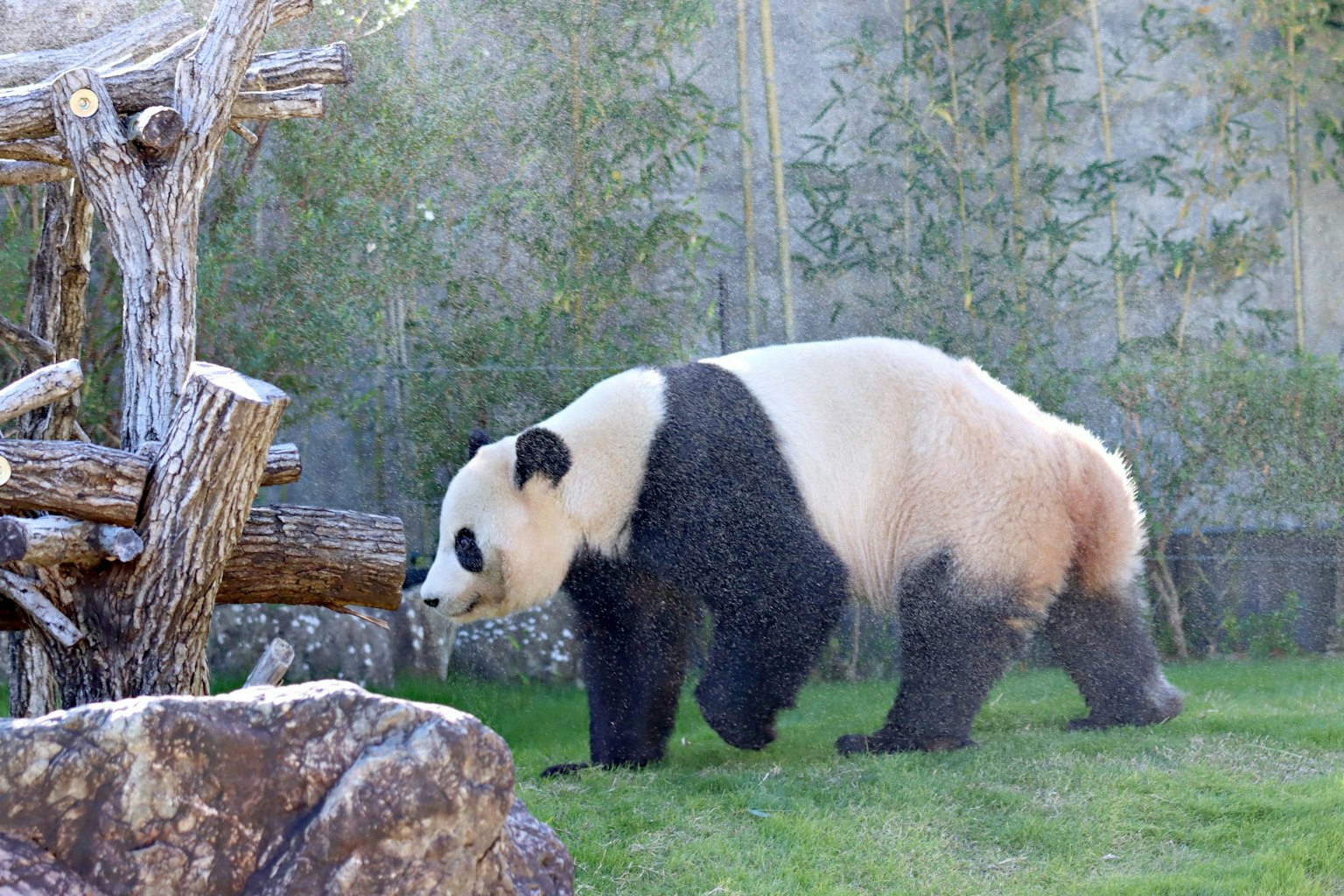 Un gran panda caminando sobre la hierba en un zoológico