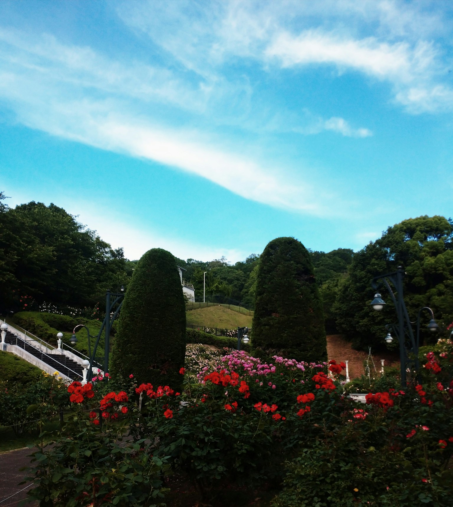 Vue de parc pittoresque avec ciel bleu et arbres verts présentant des roses rouges en fleurs