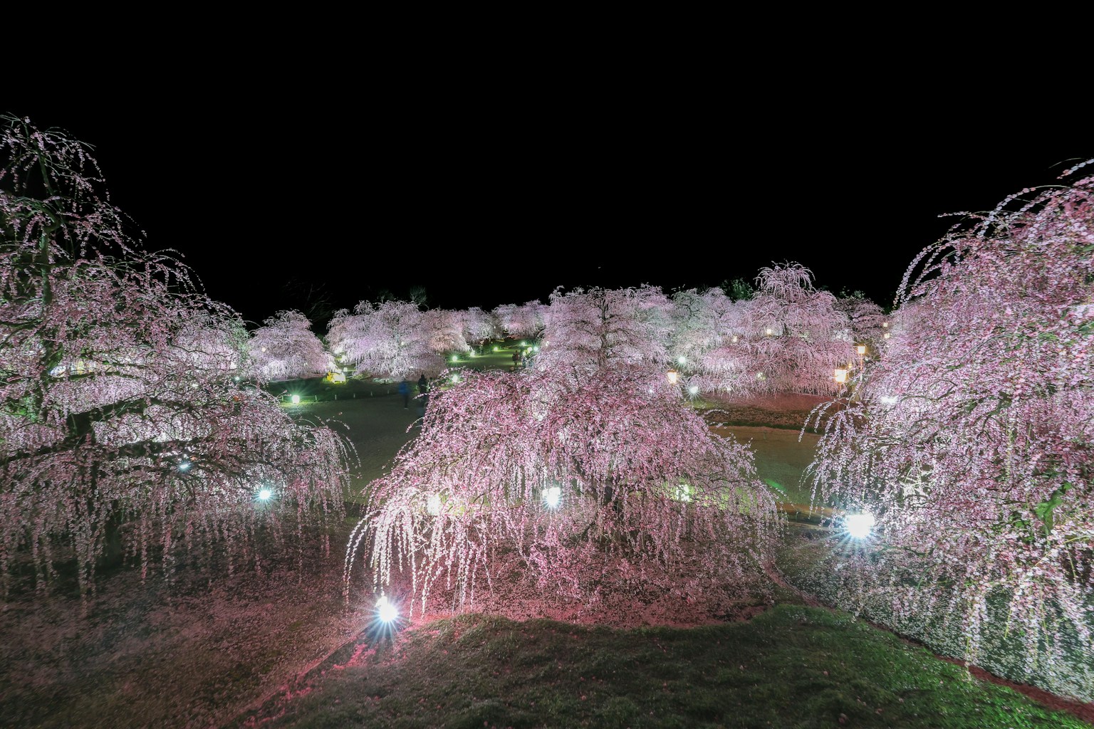 夜间灯光照亮的樱花树的梦幻景观