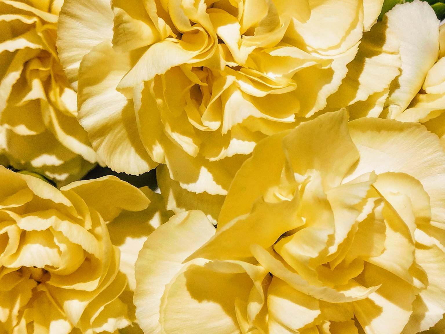 Primo piano di petali di garofano gialli sovrapposti