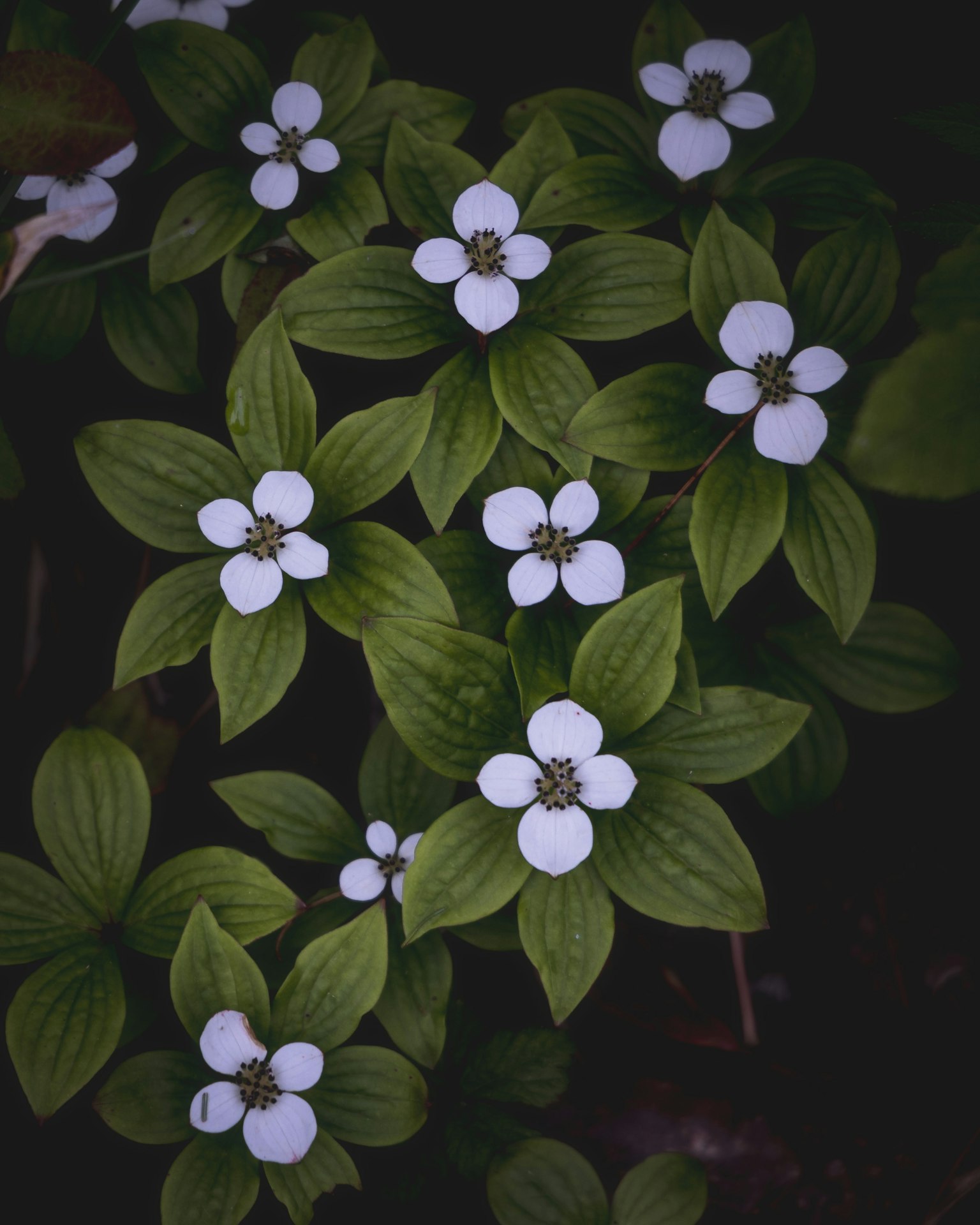 特写绿色叶子和白色花朵的植物