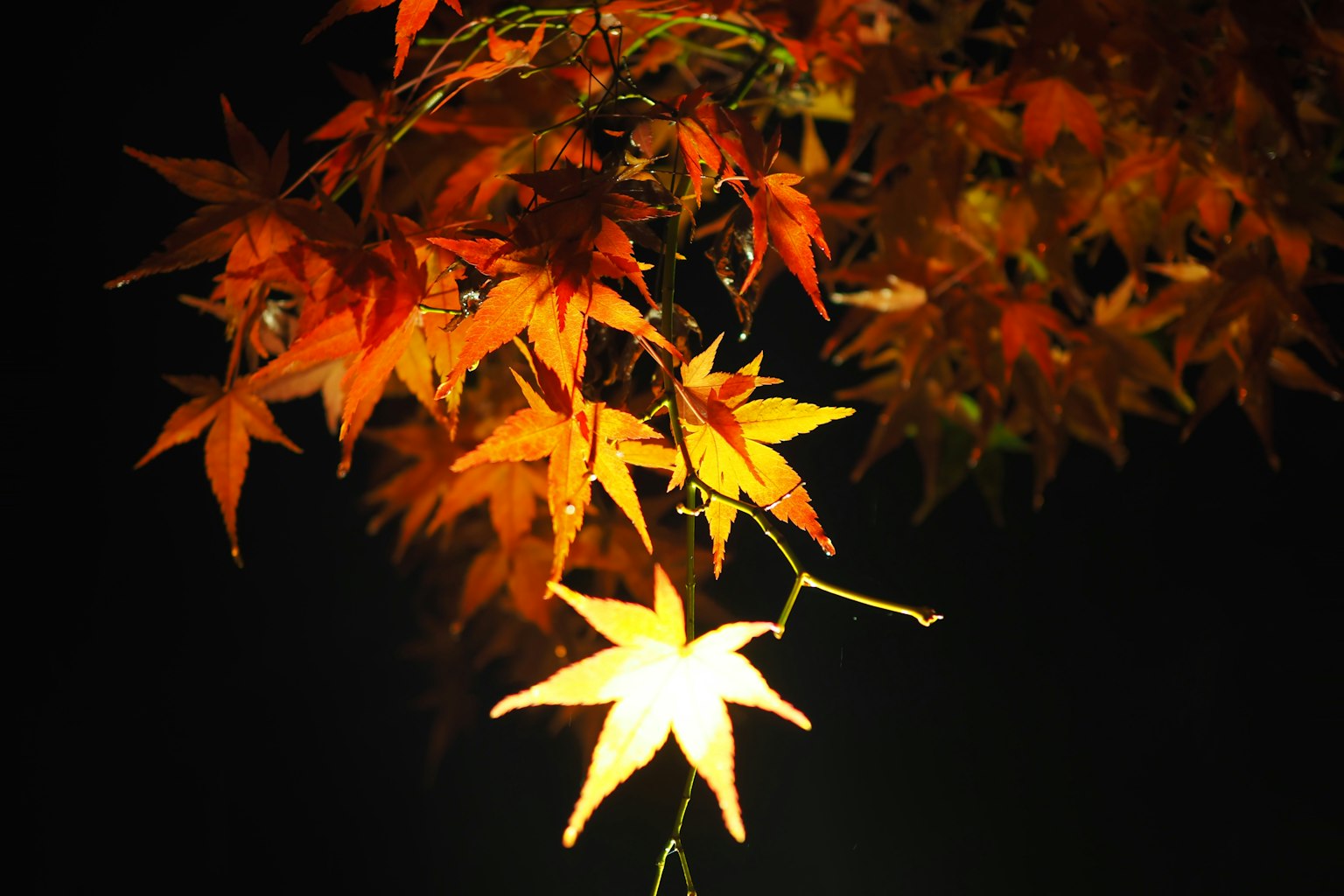 Foglie di acero rosse illuminate di notte con una foglia gialla brillante
