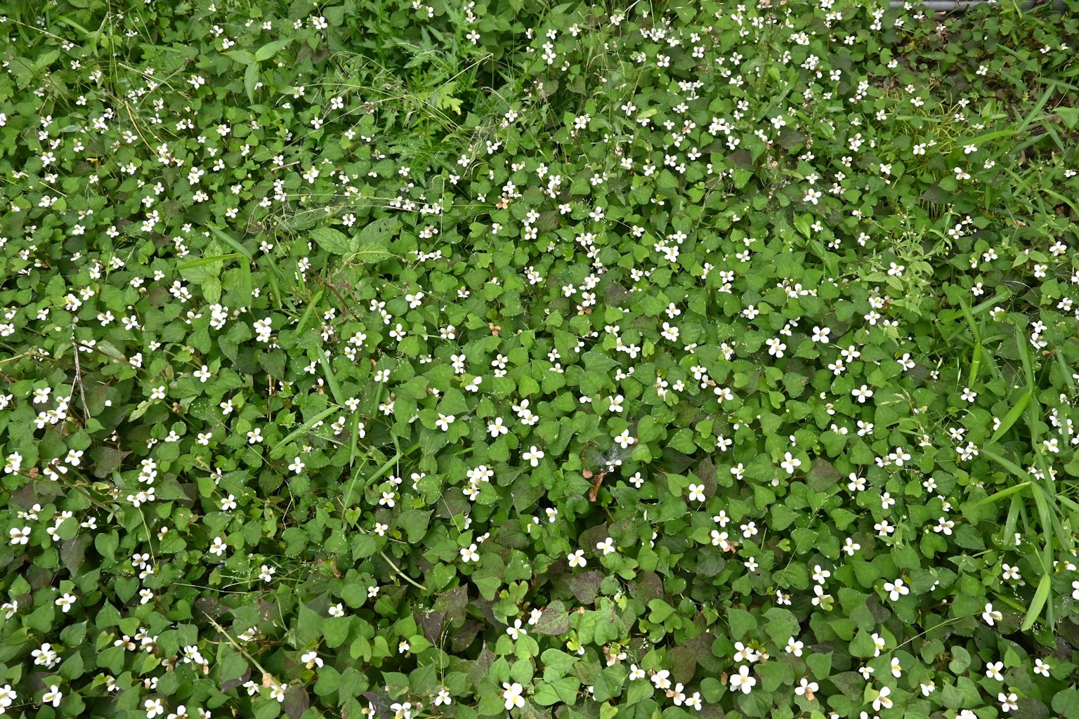 Un campo di piccoli fiori bianchi sparsi tra foglie verdi lussureggianti