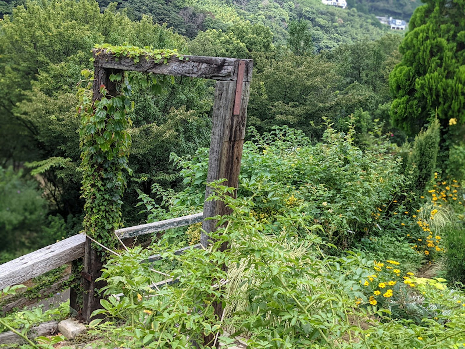 Cornice in legno coperta di piante verdi circondata dalla natura