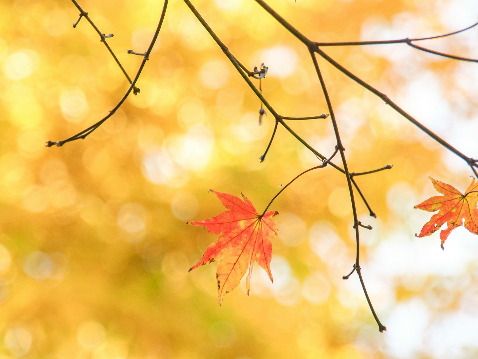 Lá phong mùa thu treo trên cành với nền vàng mềm mại