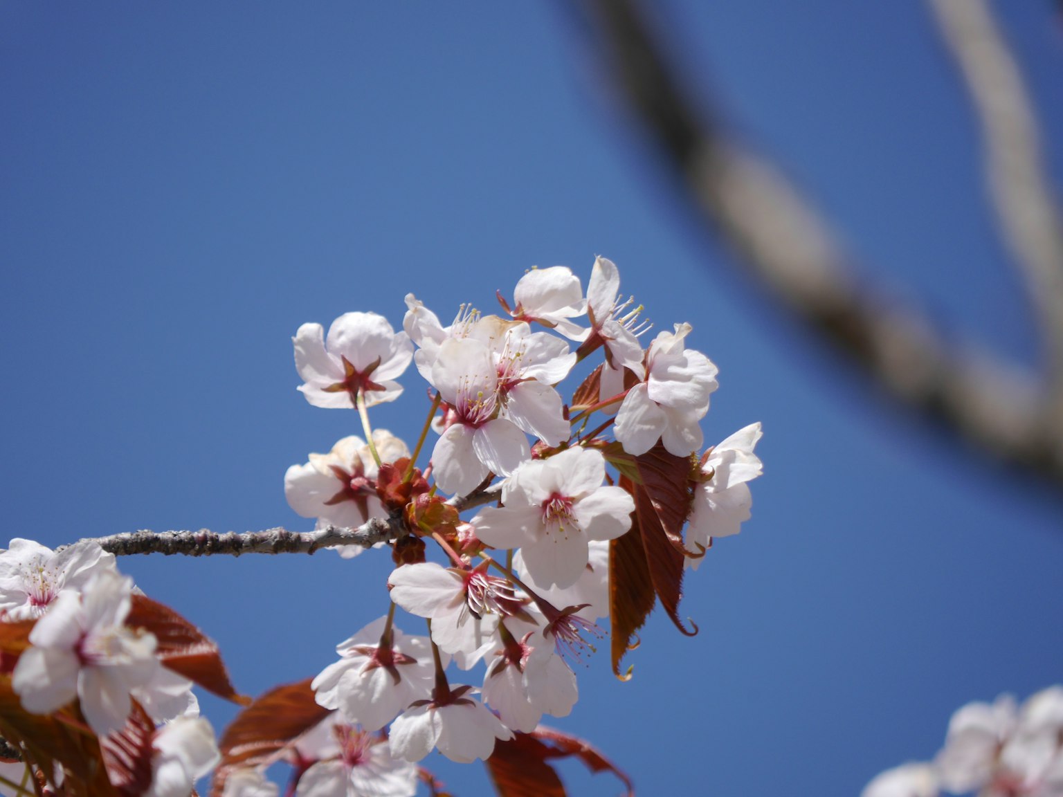 Kirschblüten und Blätter vor blauem Himmel