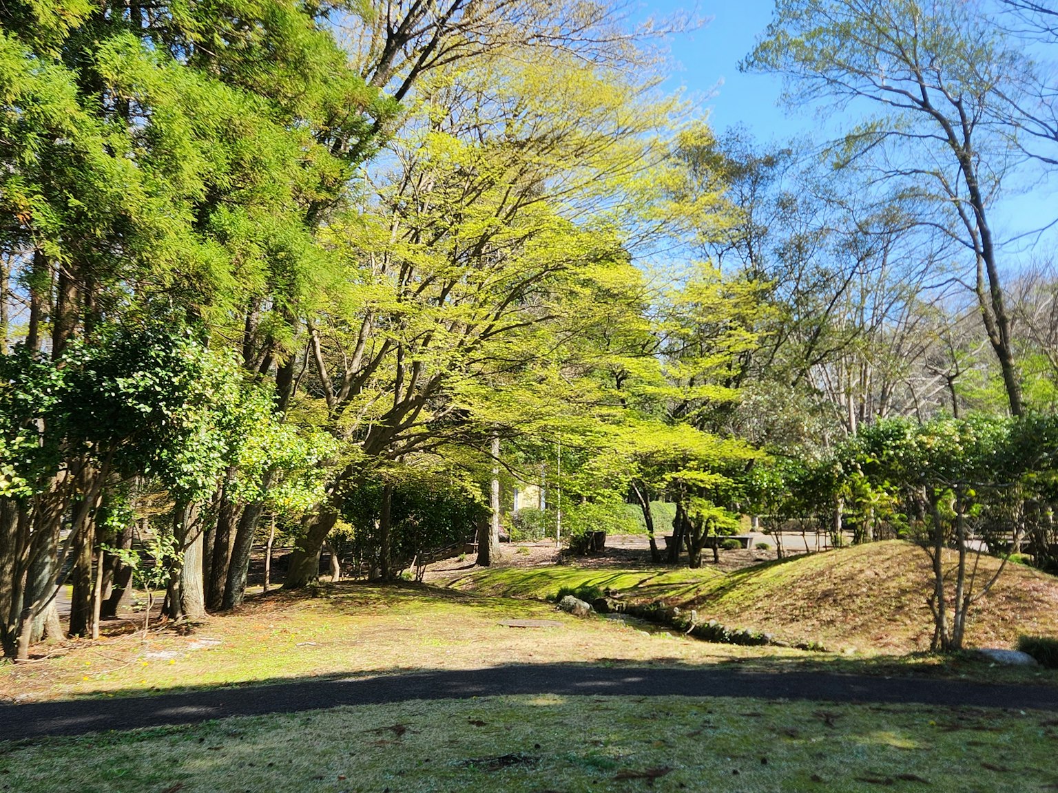Üppige Parklandschaft mit blauem Himmel und lebhaften grünen Bäumen