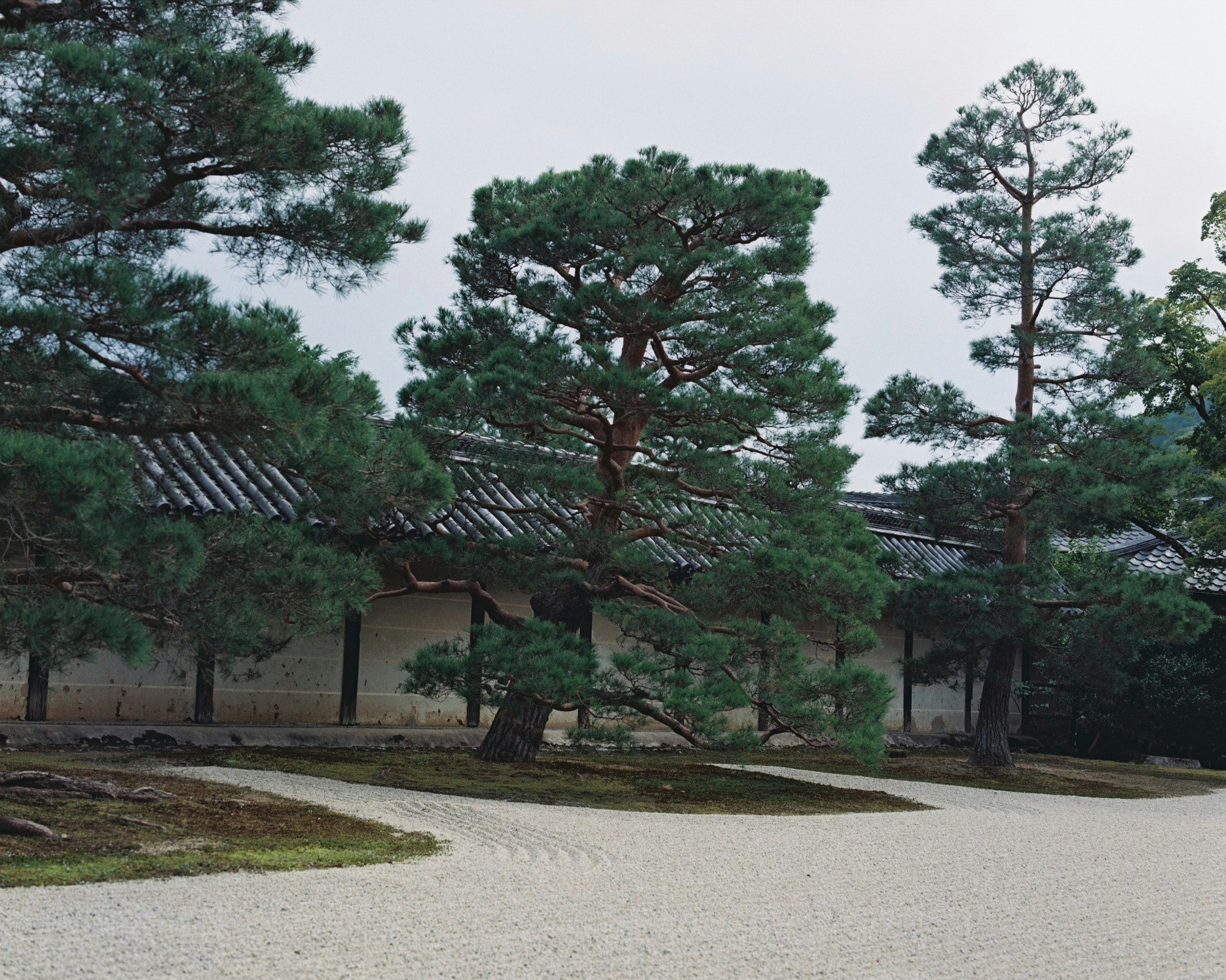 松樹與碎石小徑的庭園景色