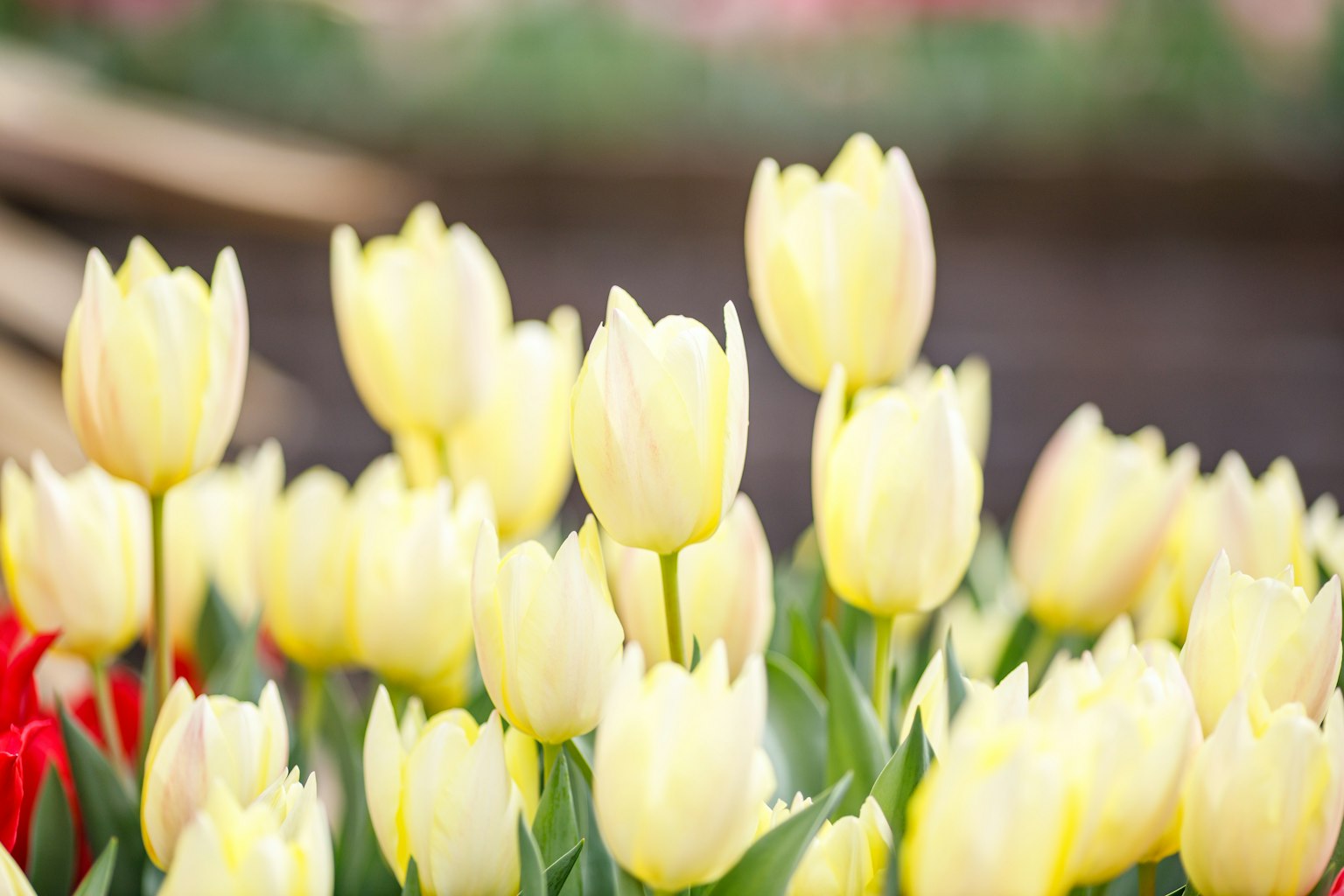 Campo di tulipani gialli in fiore